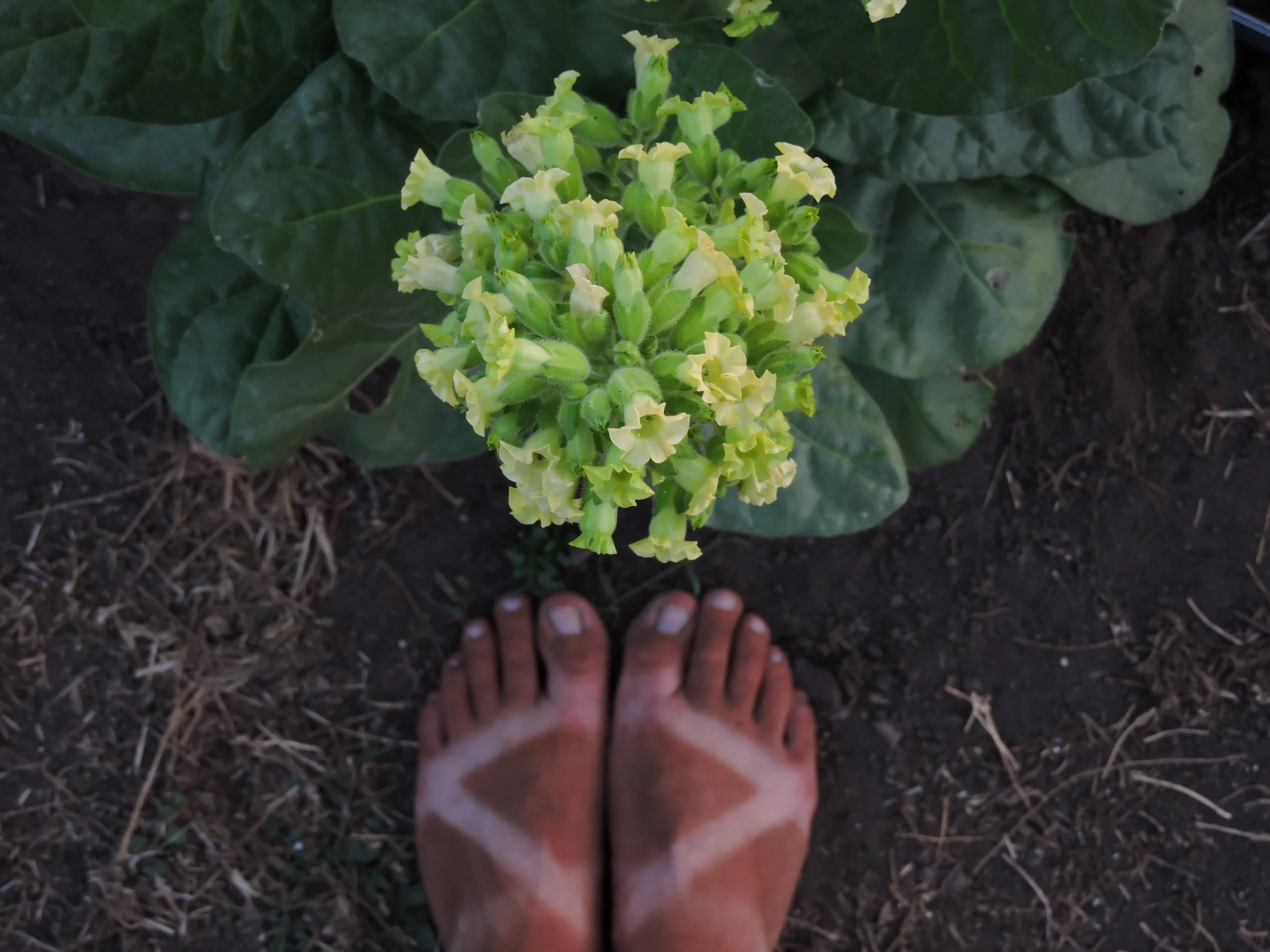 hopi ceremonial tobacco Hopi Nicotiana — Grand Prismatic Seed