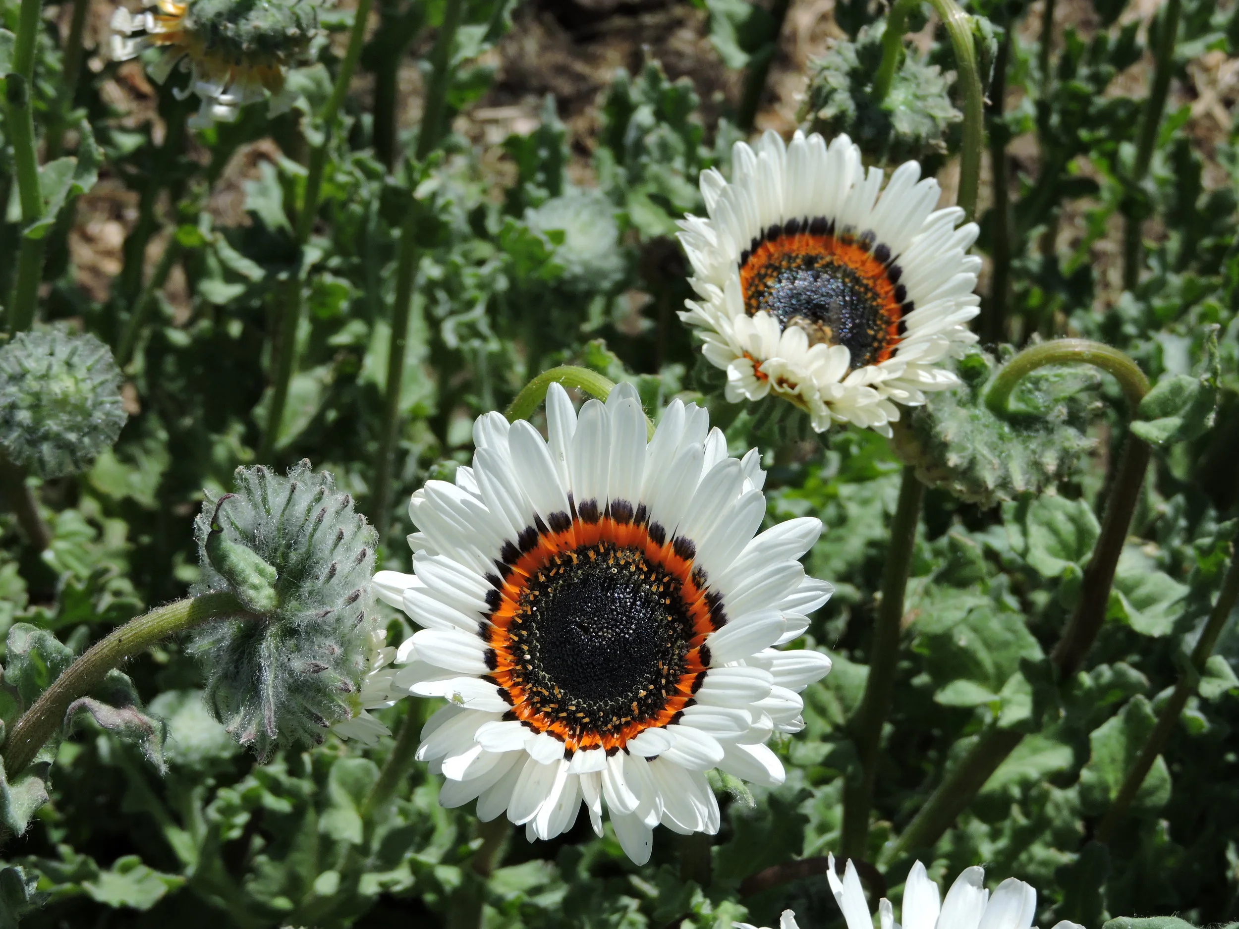 Zulu Prince — Grand Prismatic Seed