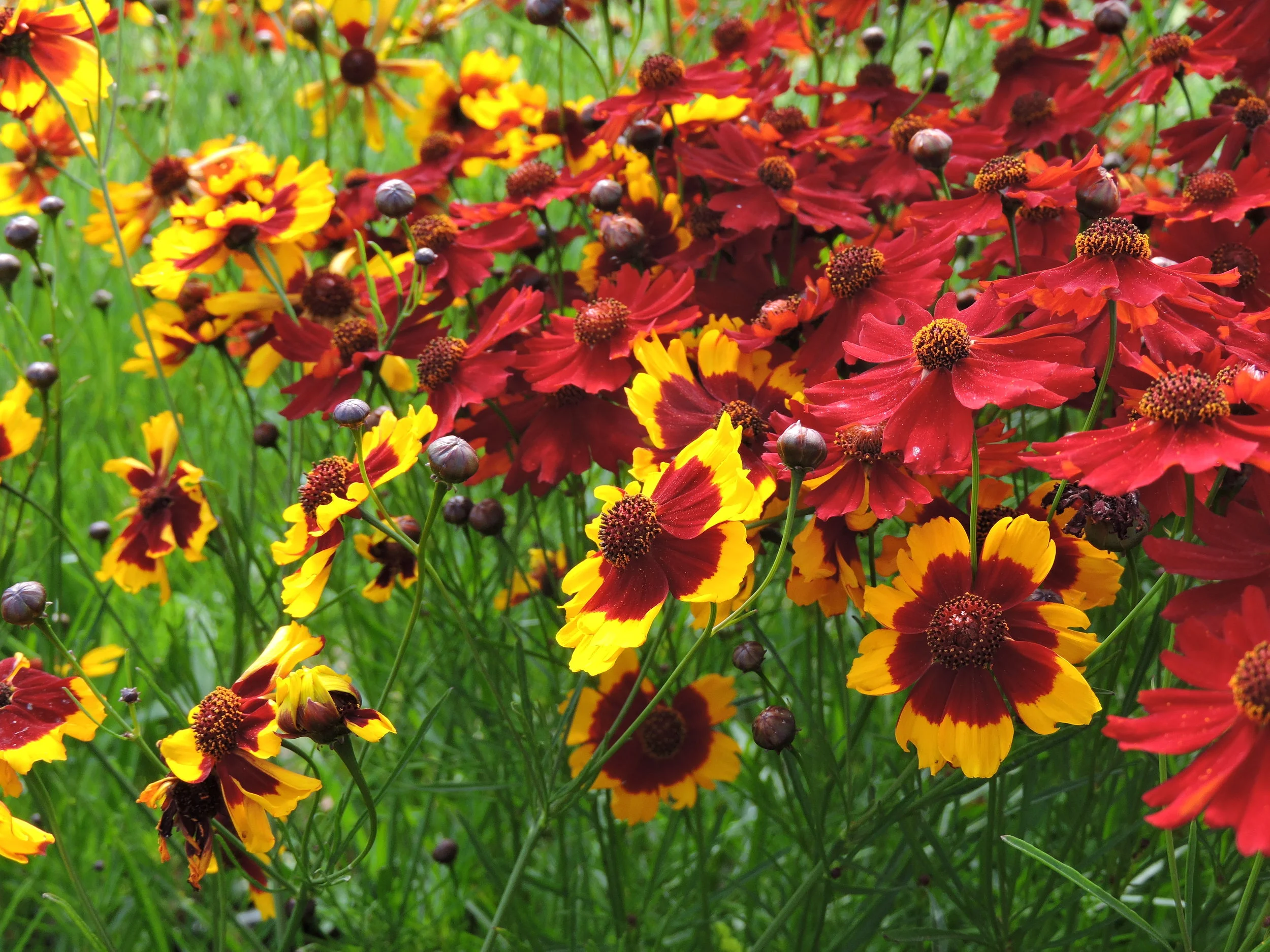 Dyer's Coreopsis Mix