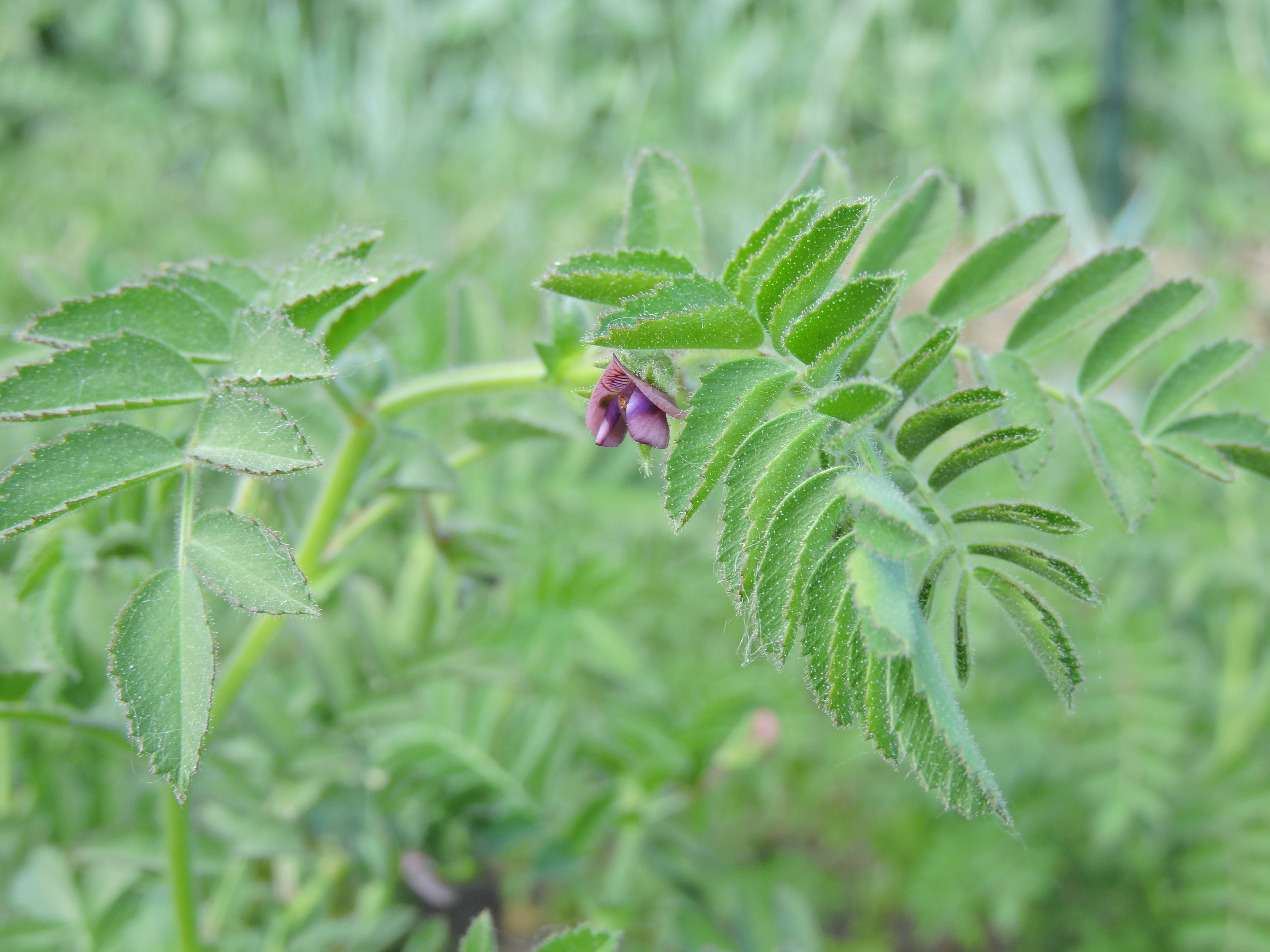 blackgarbanzoflower.JPG