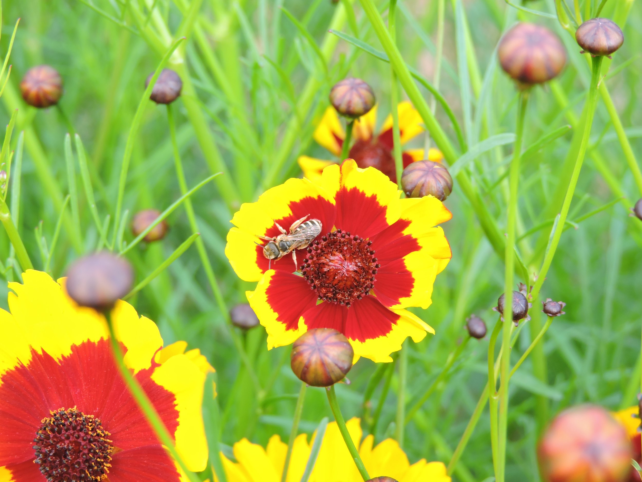 Dyer's Coreopsis