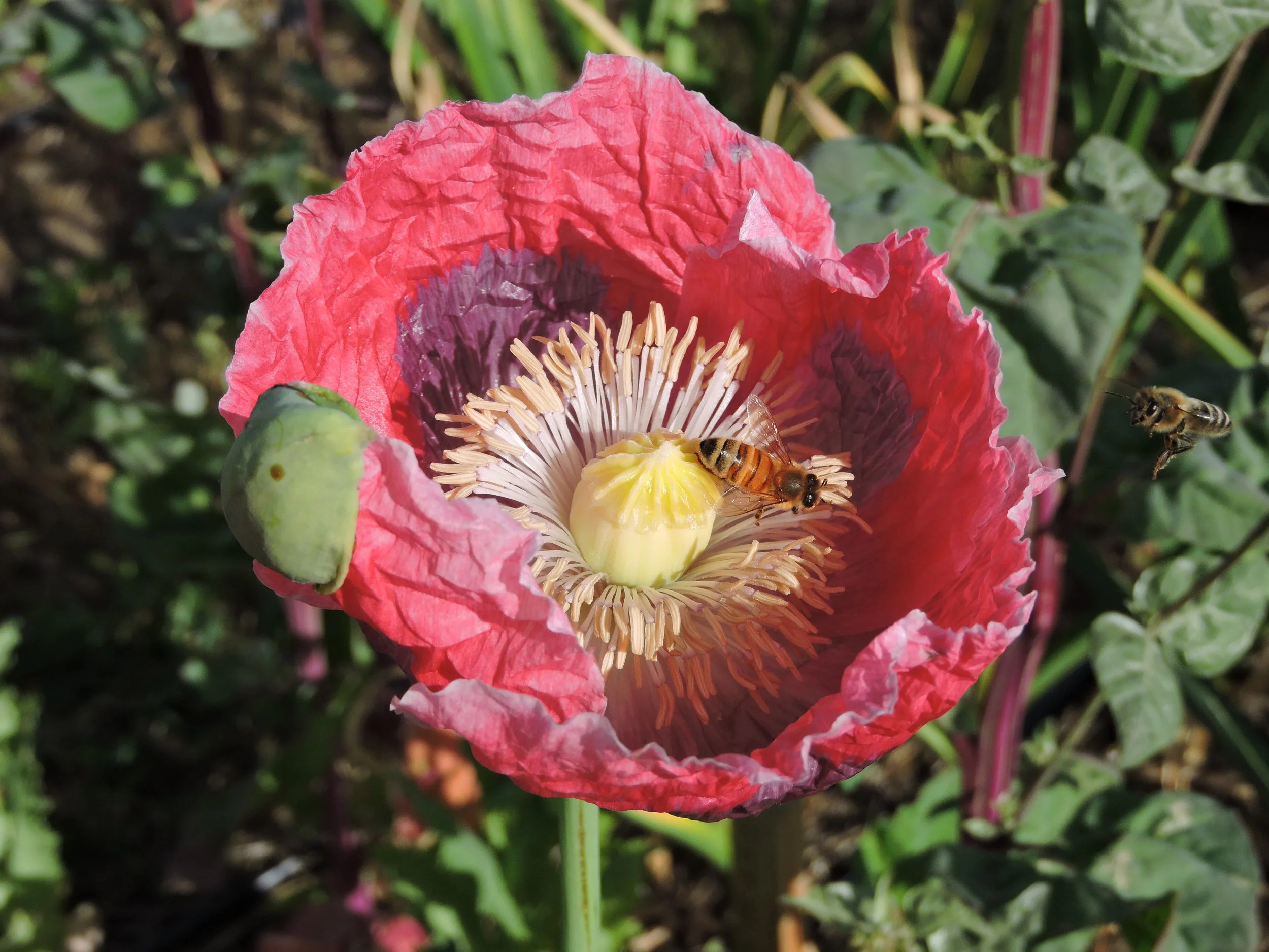 DSCN9742.JPG