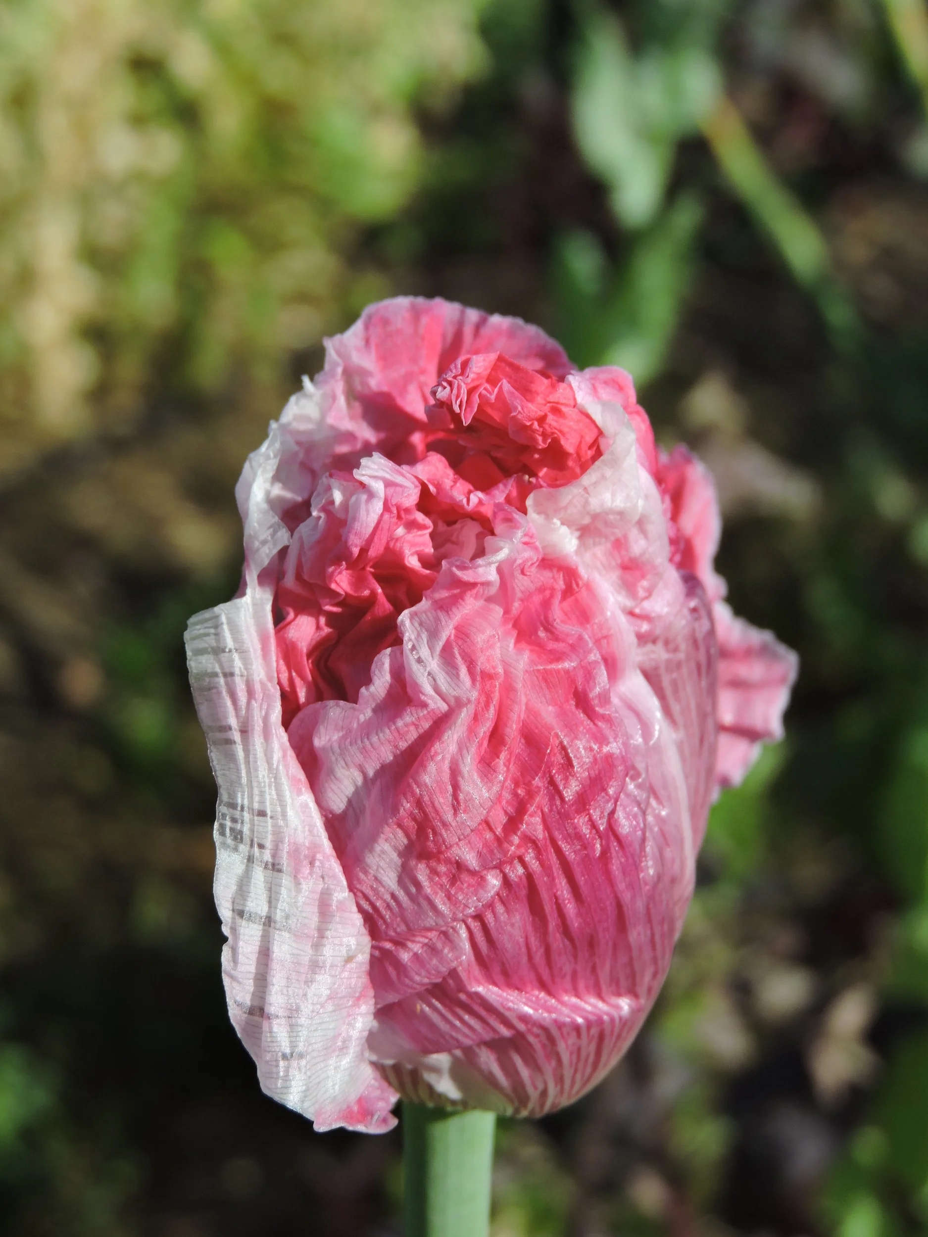 Izmir Giant Poppy — Grand Prismatic Seed