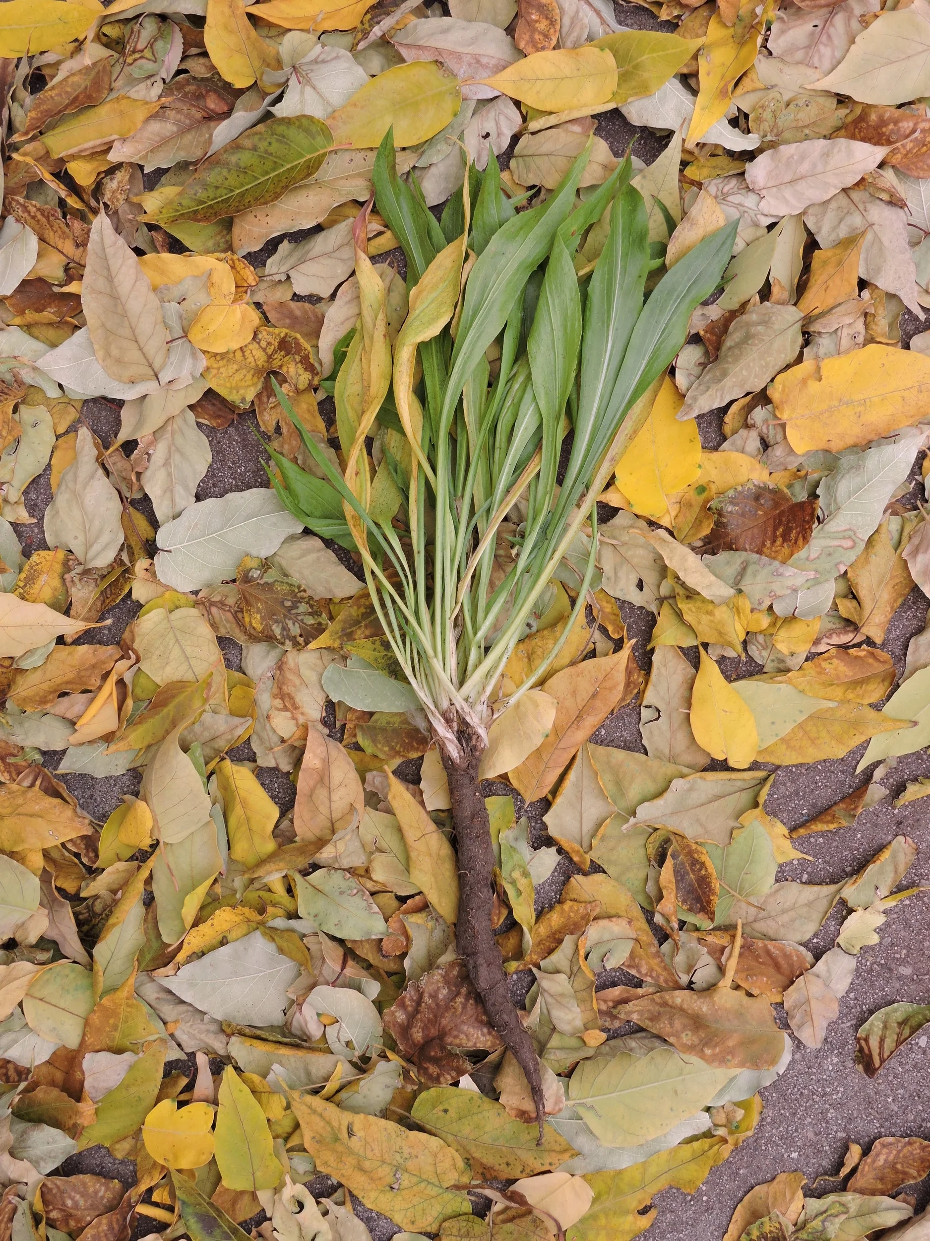 DSCN0443.JPG