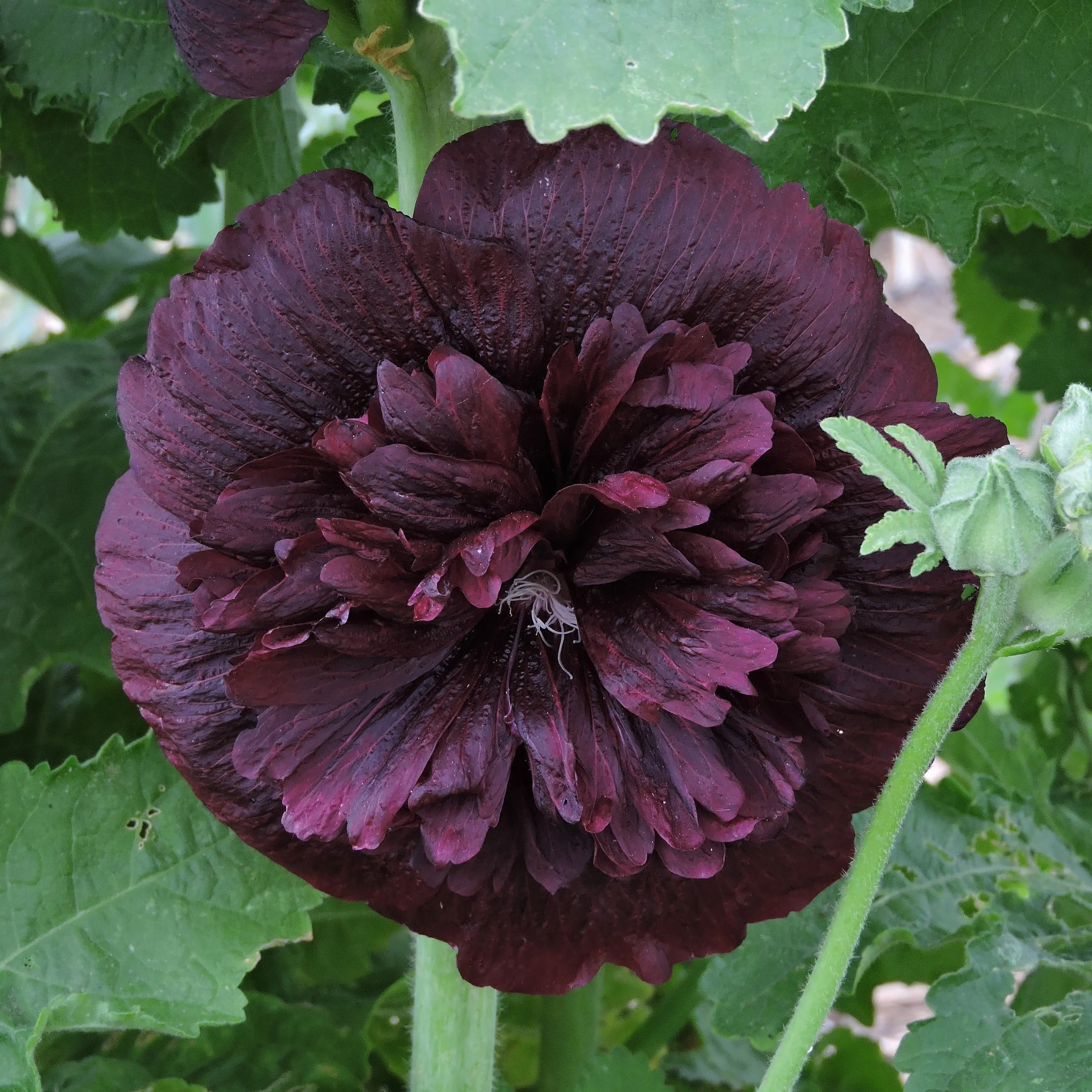 Double Black Hollyhock — Grand Prismatic Seed