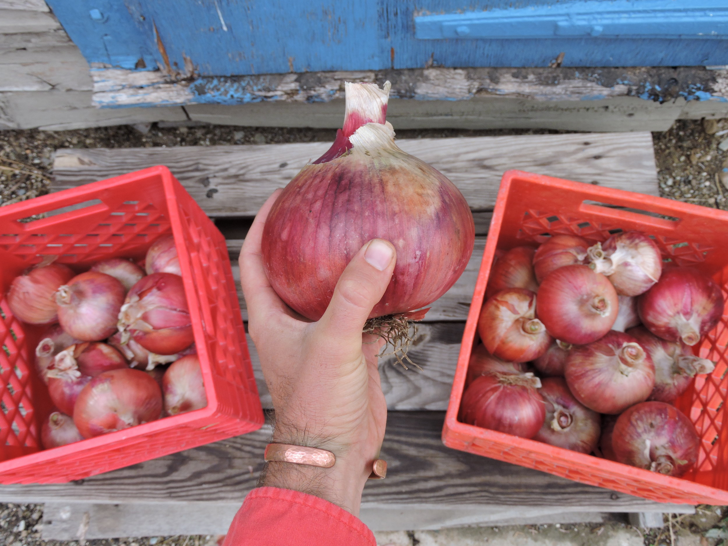 Extra Rare Best Variety Top Quality Seeds Red Onion ''Red Amposta'' ~250 