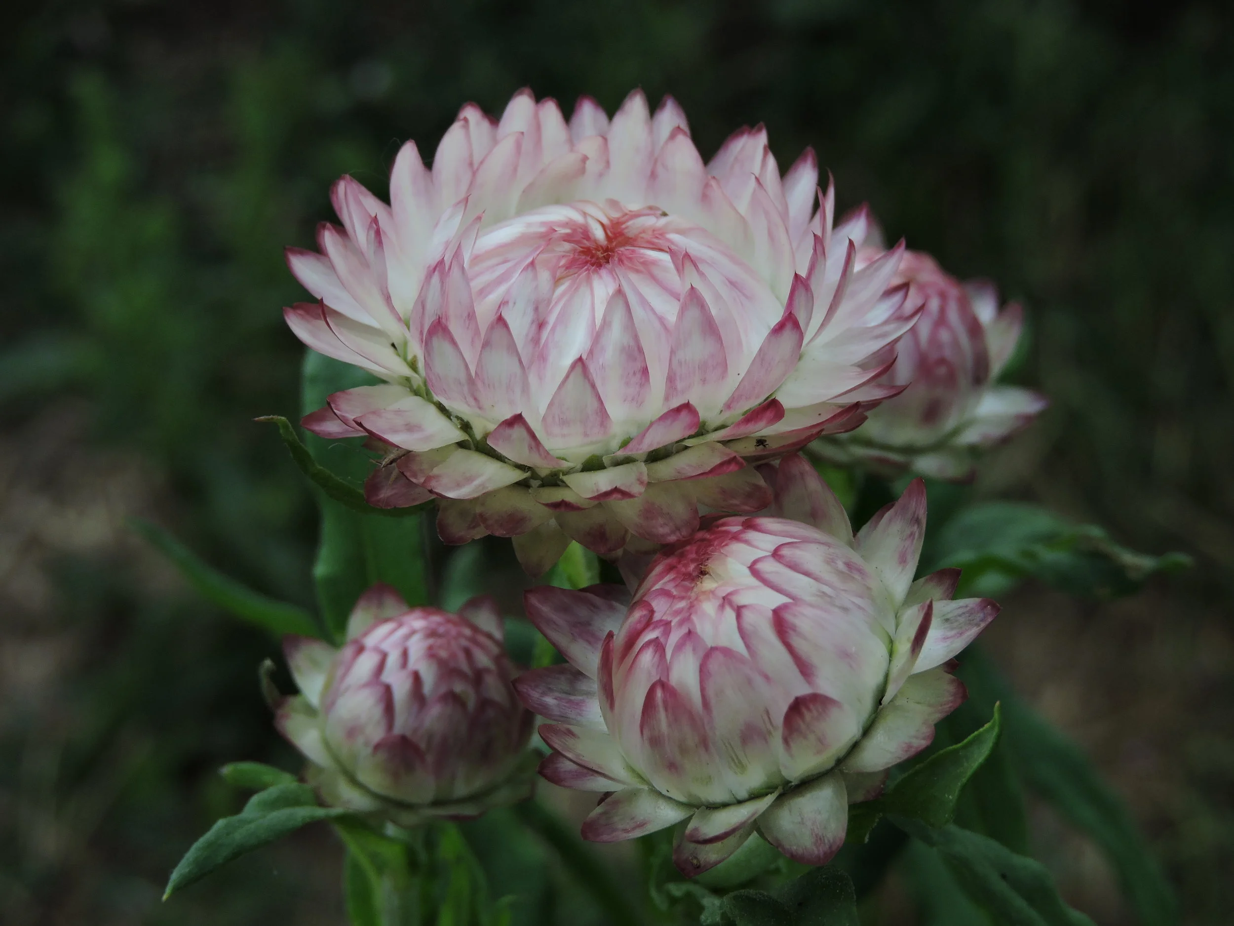 DSCN9757.JPG