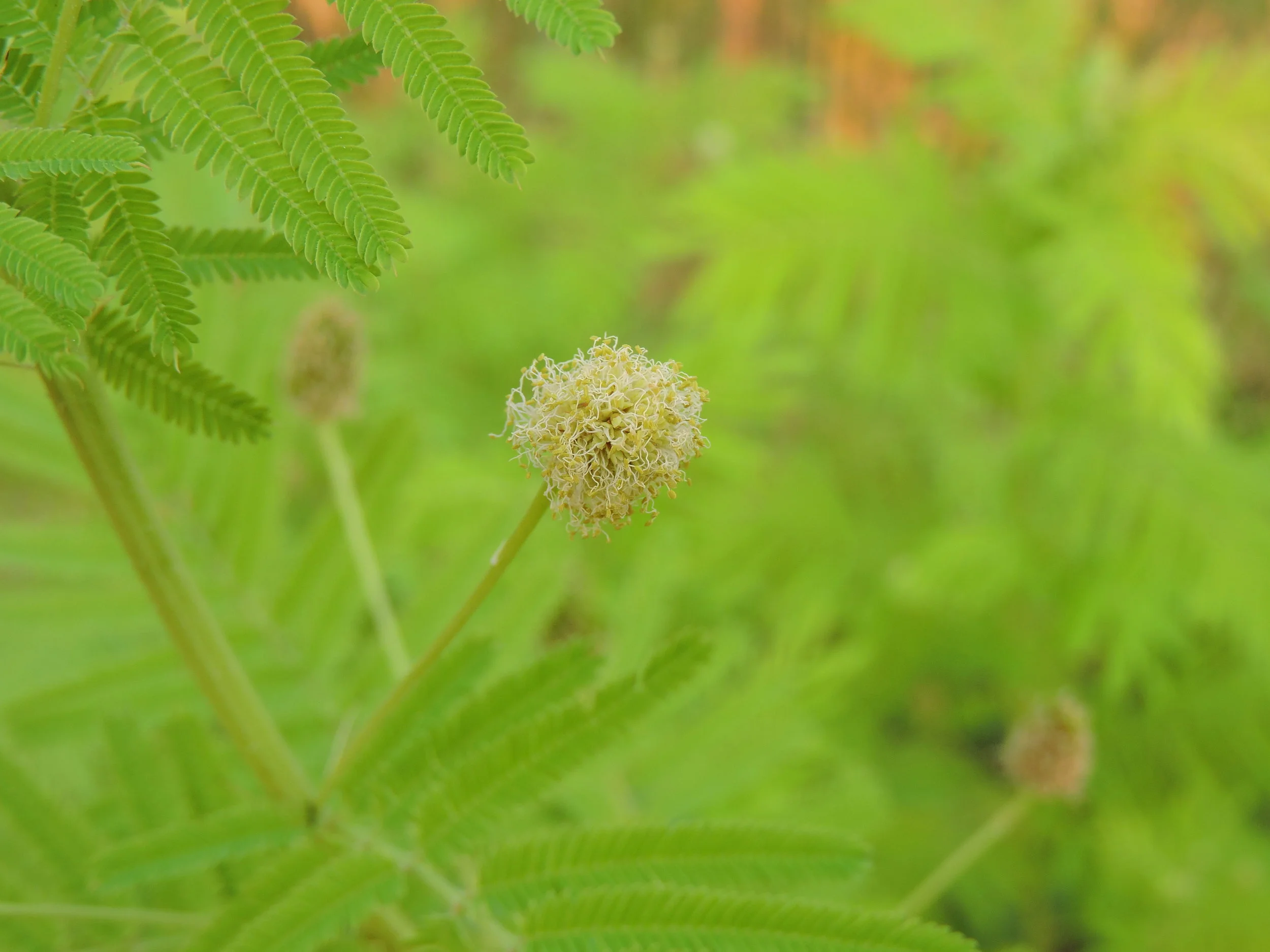 DSCN0063.JPG