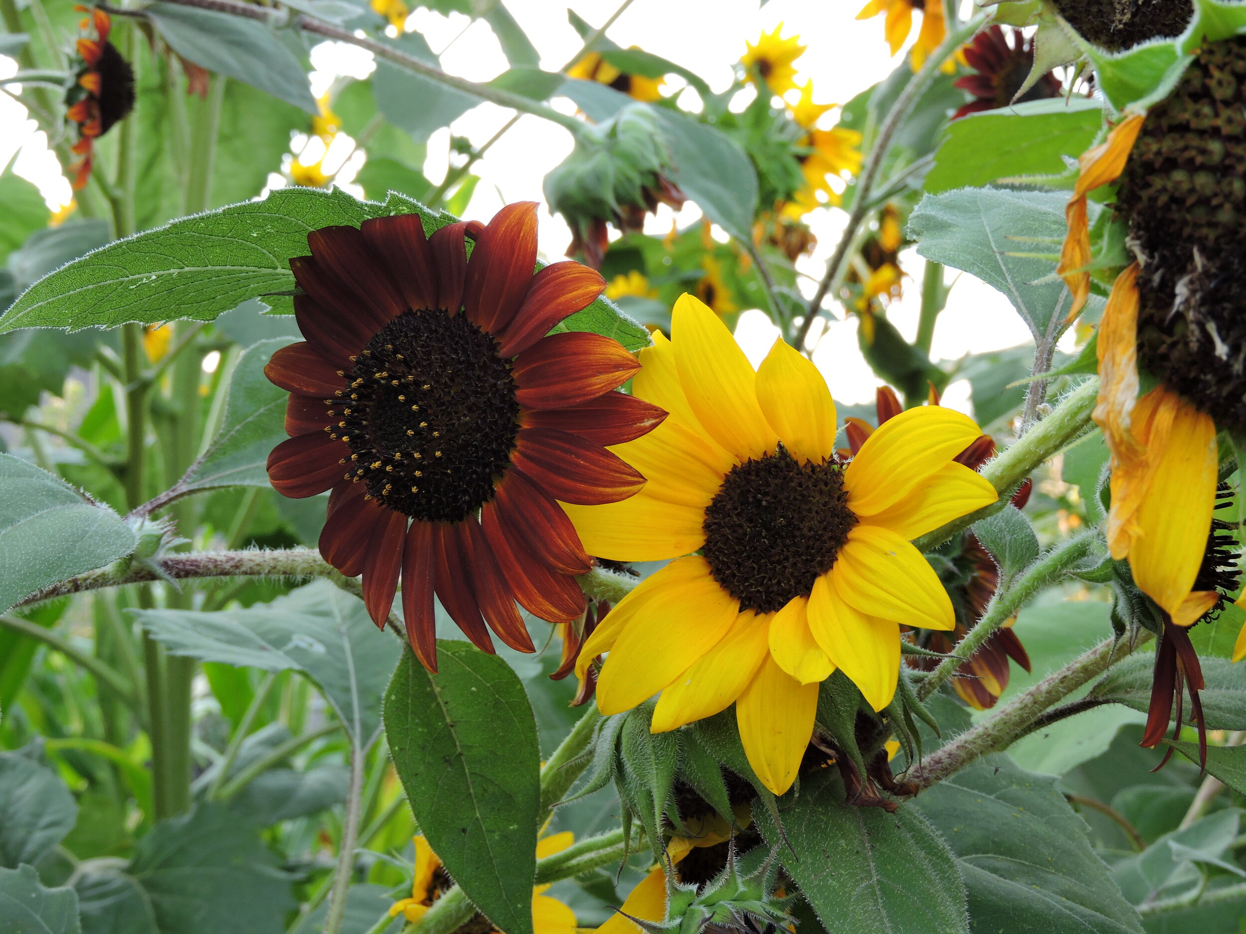 DSCN2783.JPG
