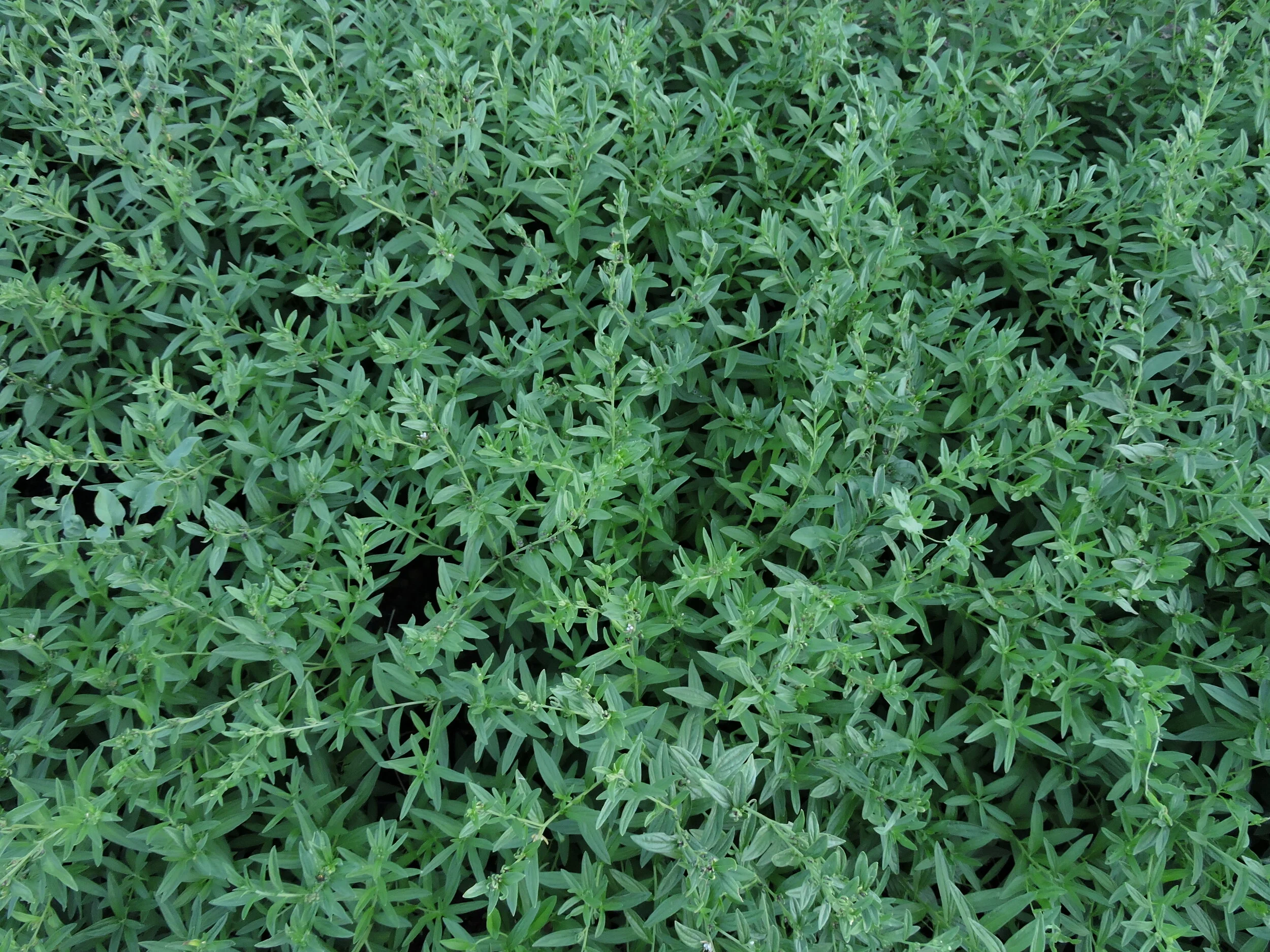 DSCN2721.JPG