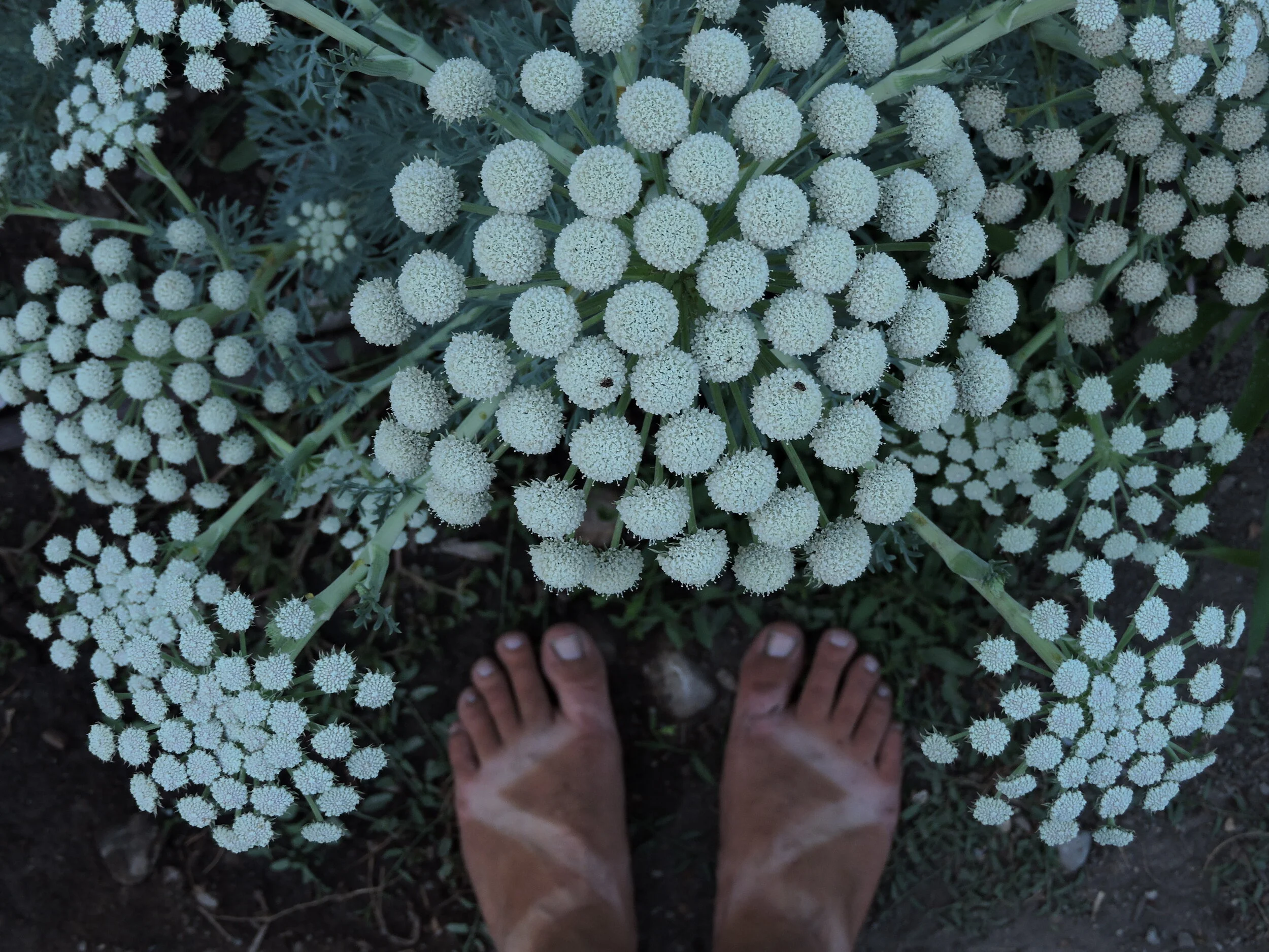 Moon Carrot — Grand Prismatic Seed