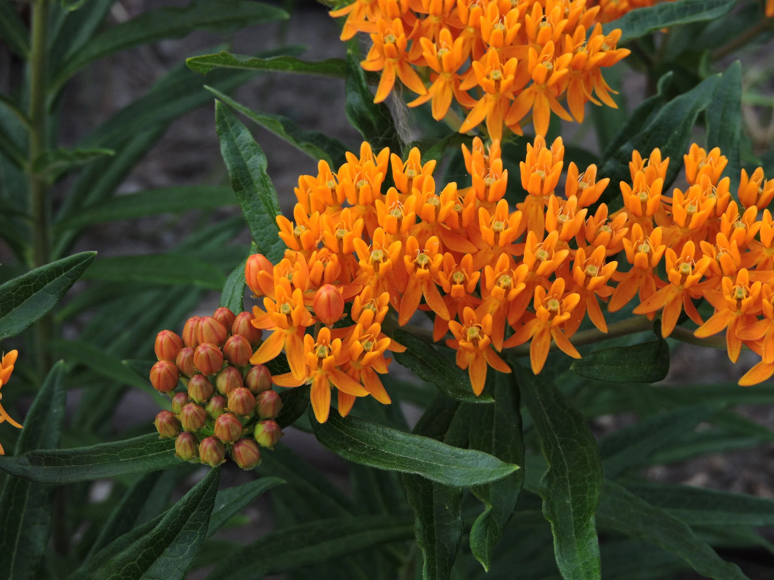 Butterfly Weed — Grand Prismatic Seed