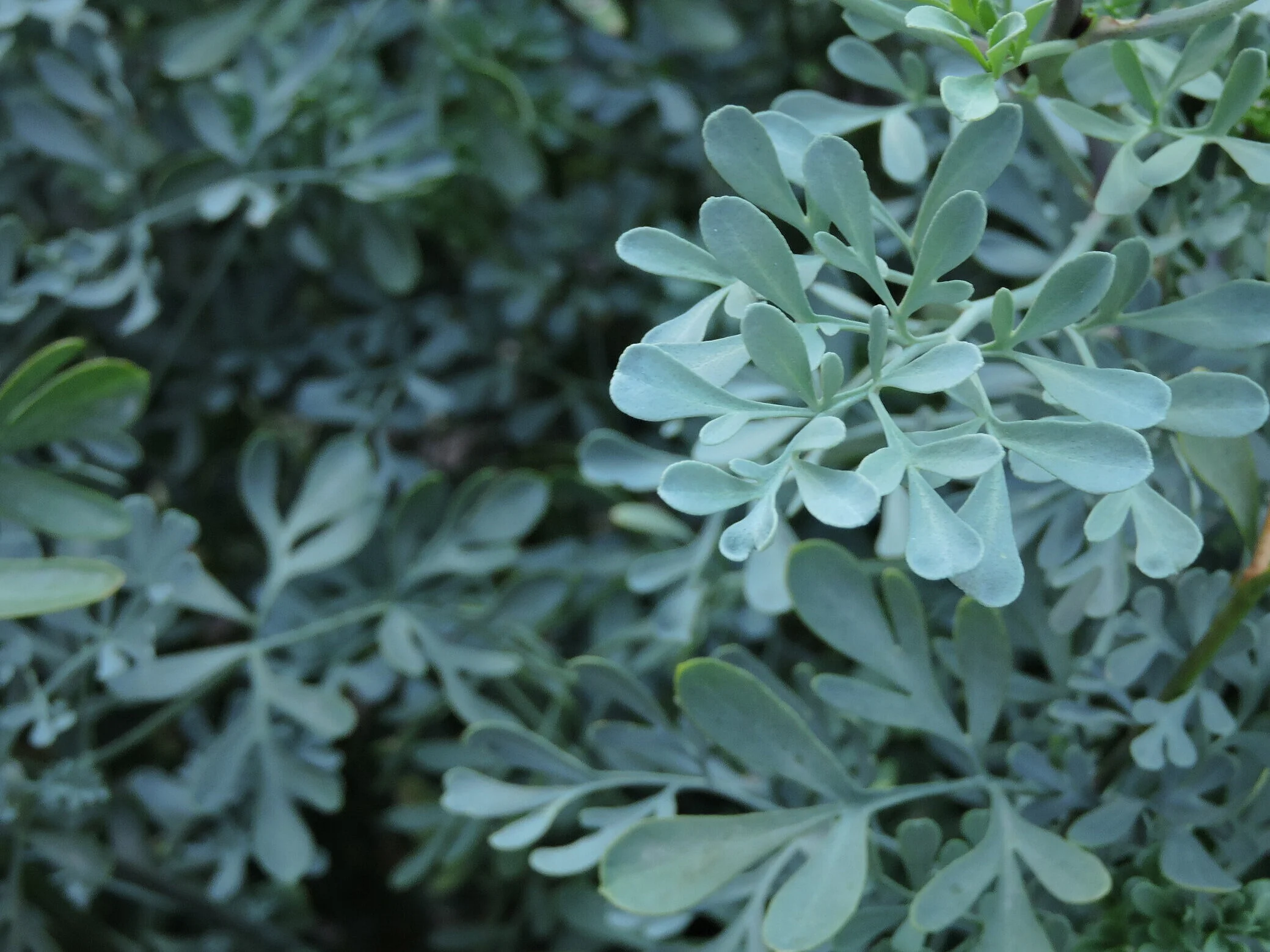 12in plant pot Farmer's Pot Tall Tapered main image 0