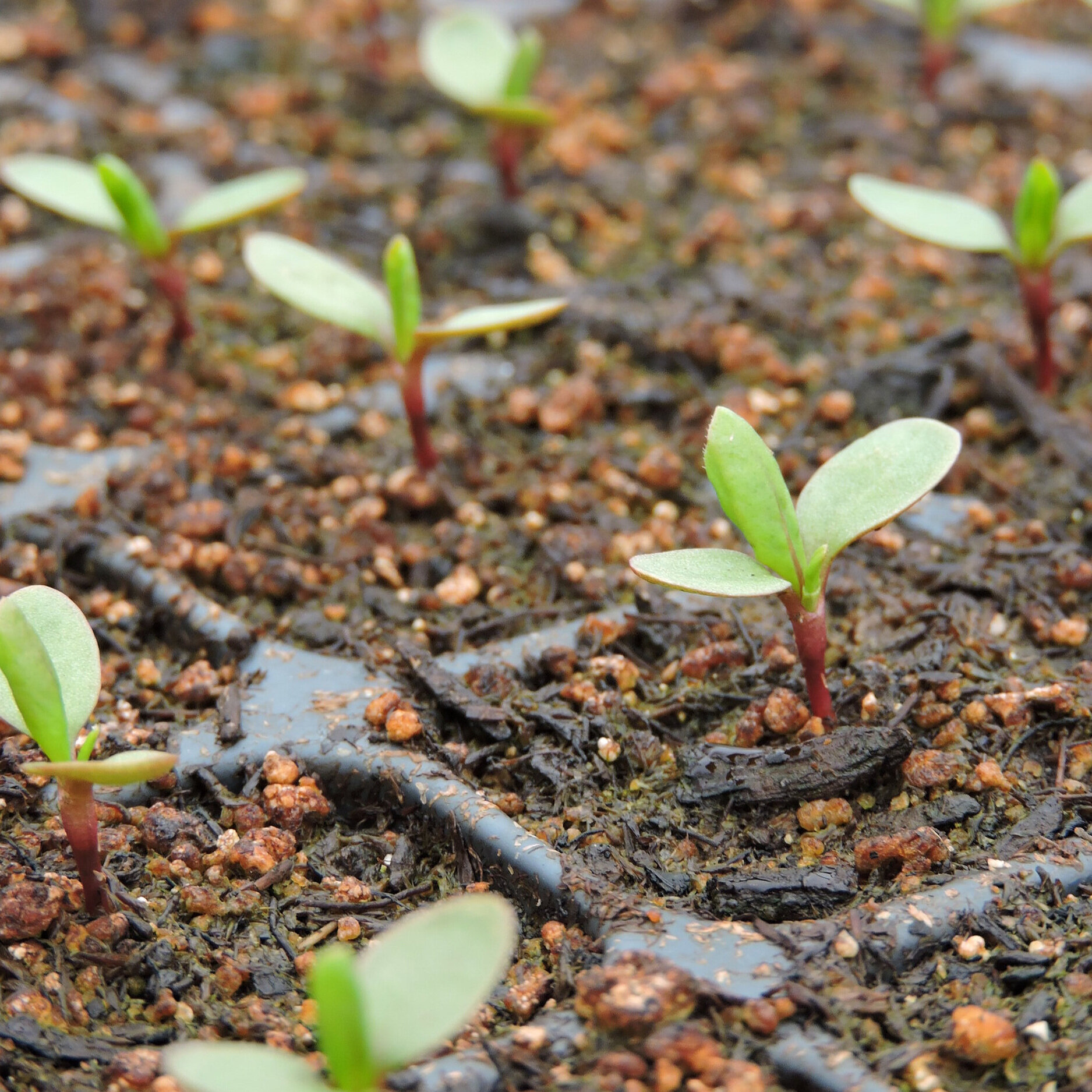 Grand Prismatic Seed