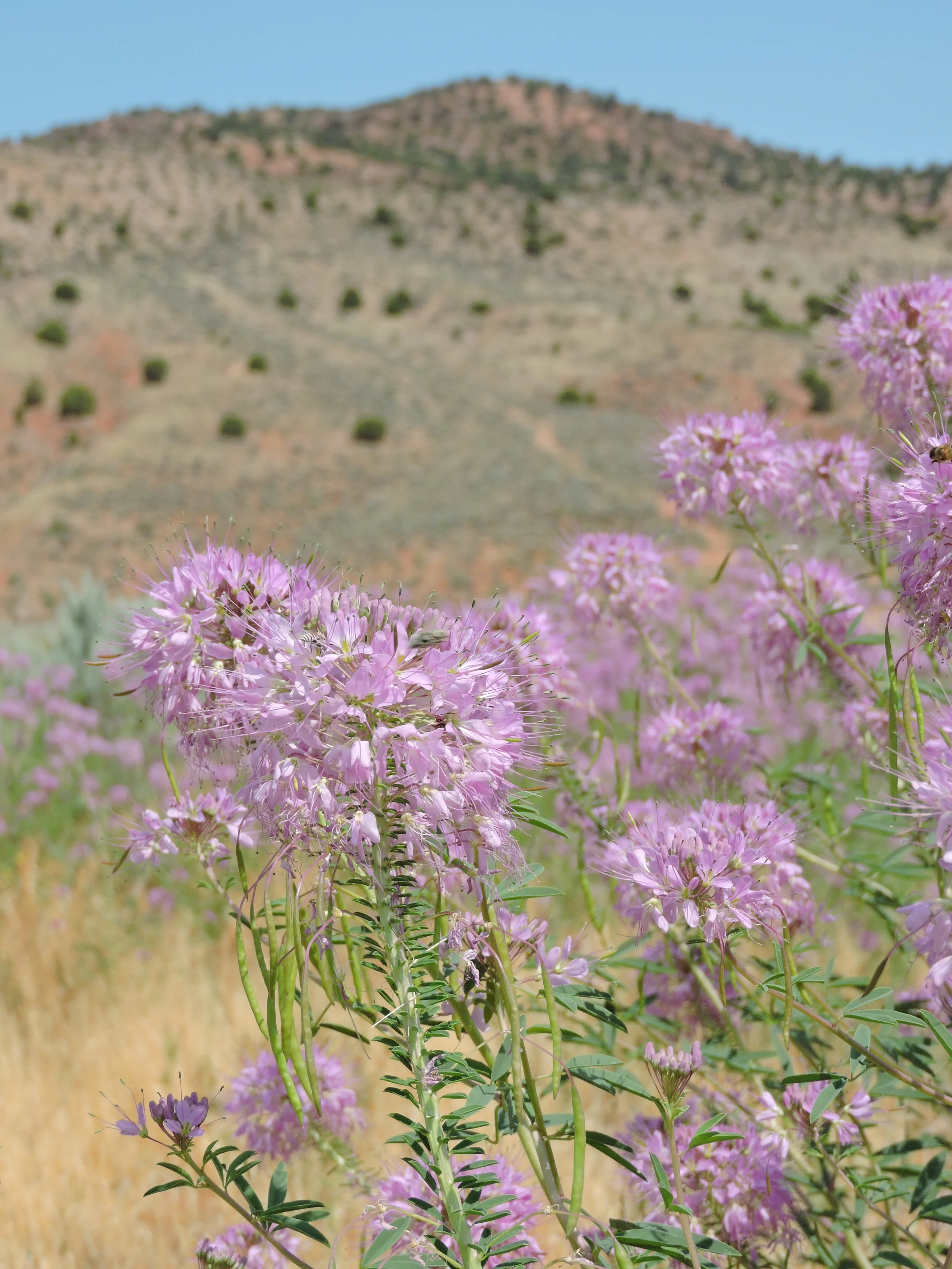 Rocky Mountain Beeplant Grand Prismatic Seed