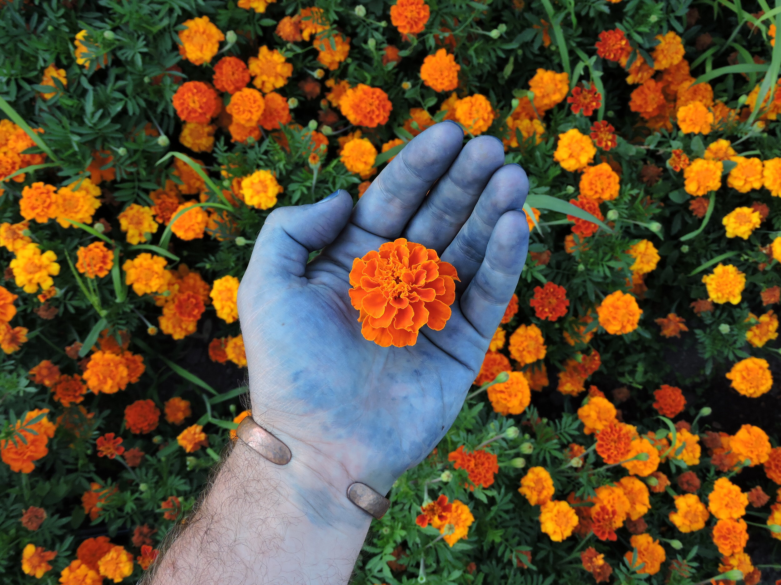 Queen Sophia Marigold