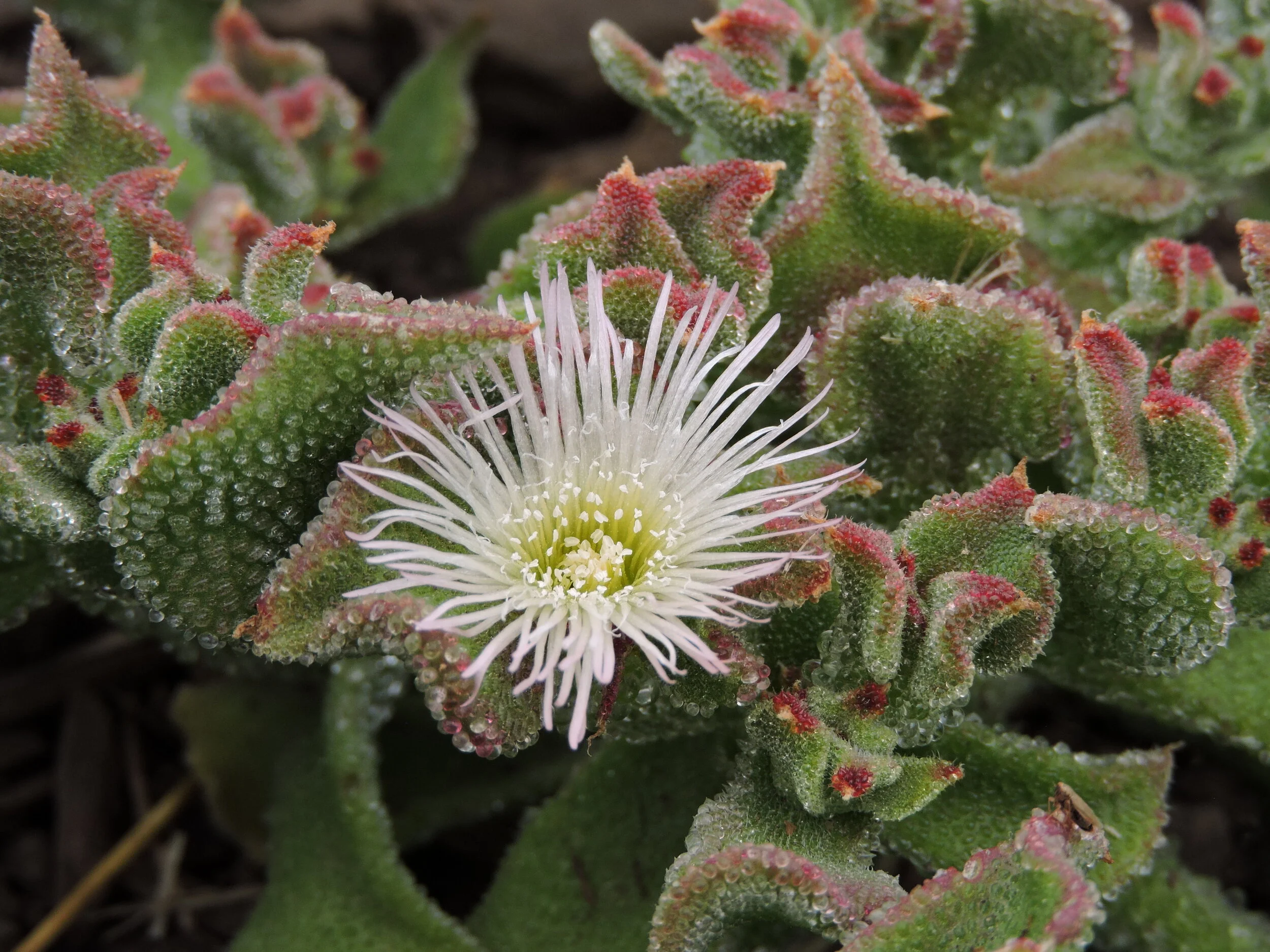 Crystalline Ice Plant