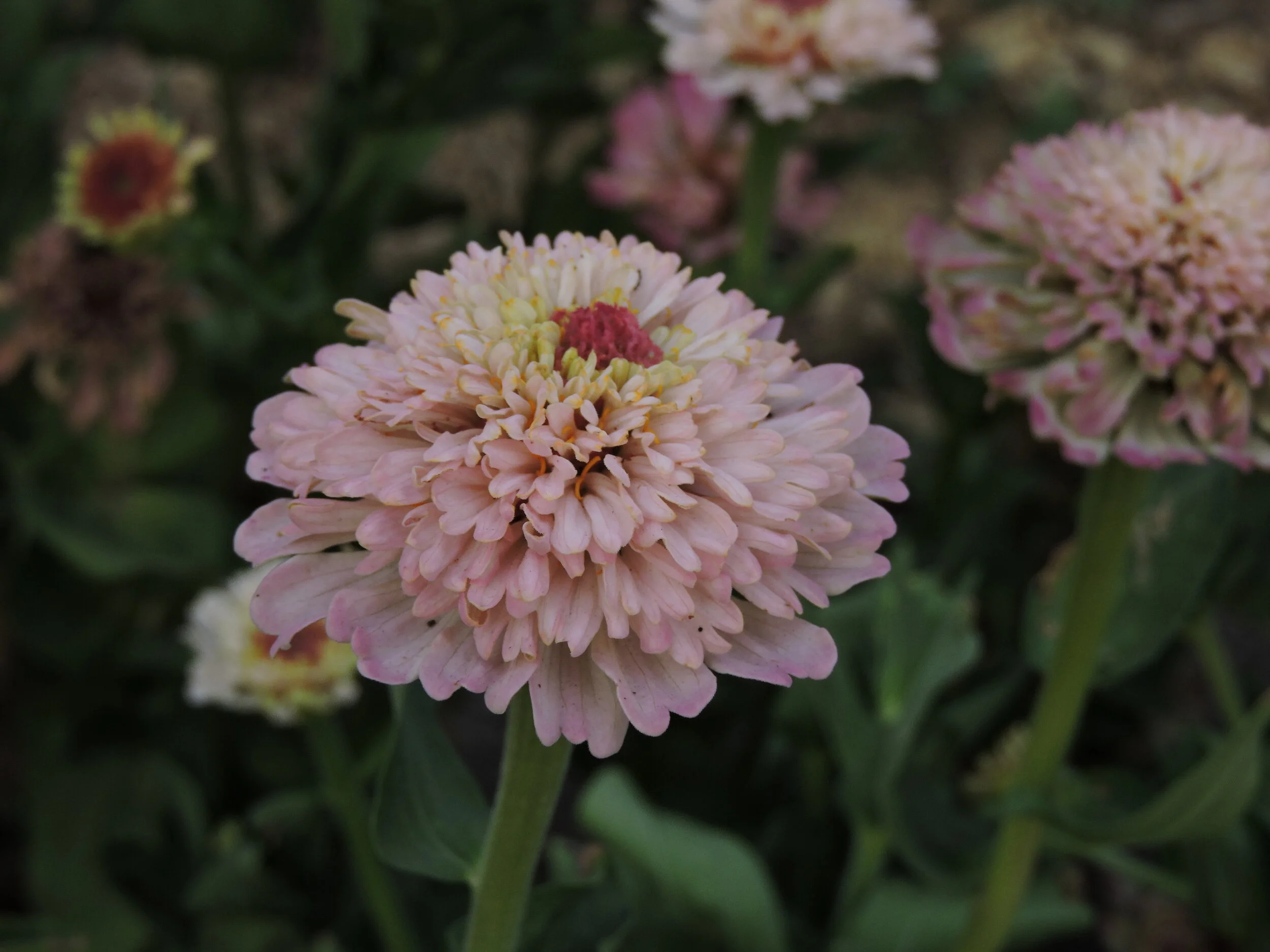 Another Word for Pink Zinnia Mix — Grand Prismatic Seed