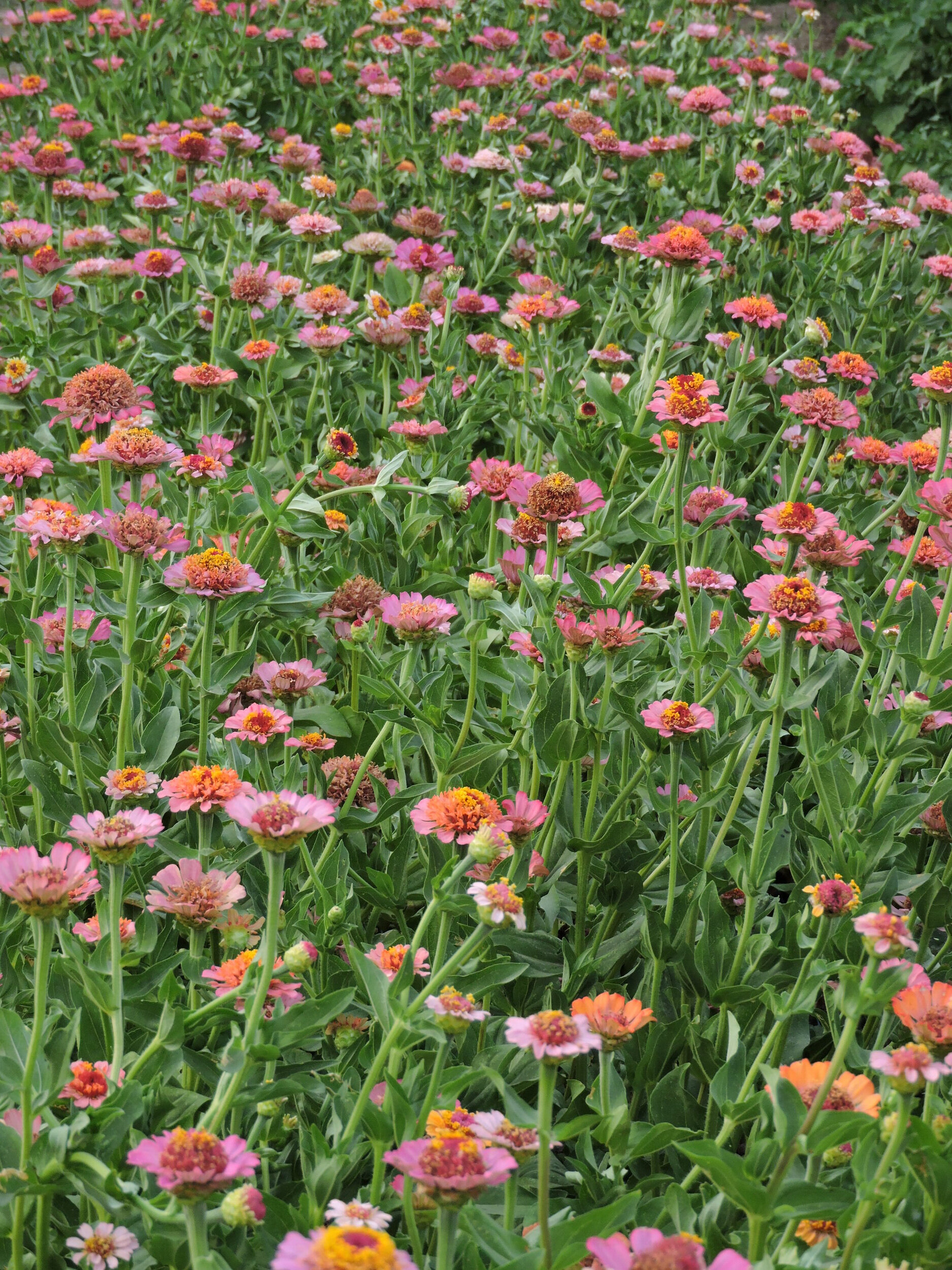 Another Word for Pink Zinnia Mix  Grand Prismatic Seed