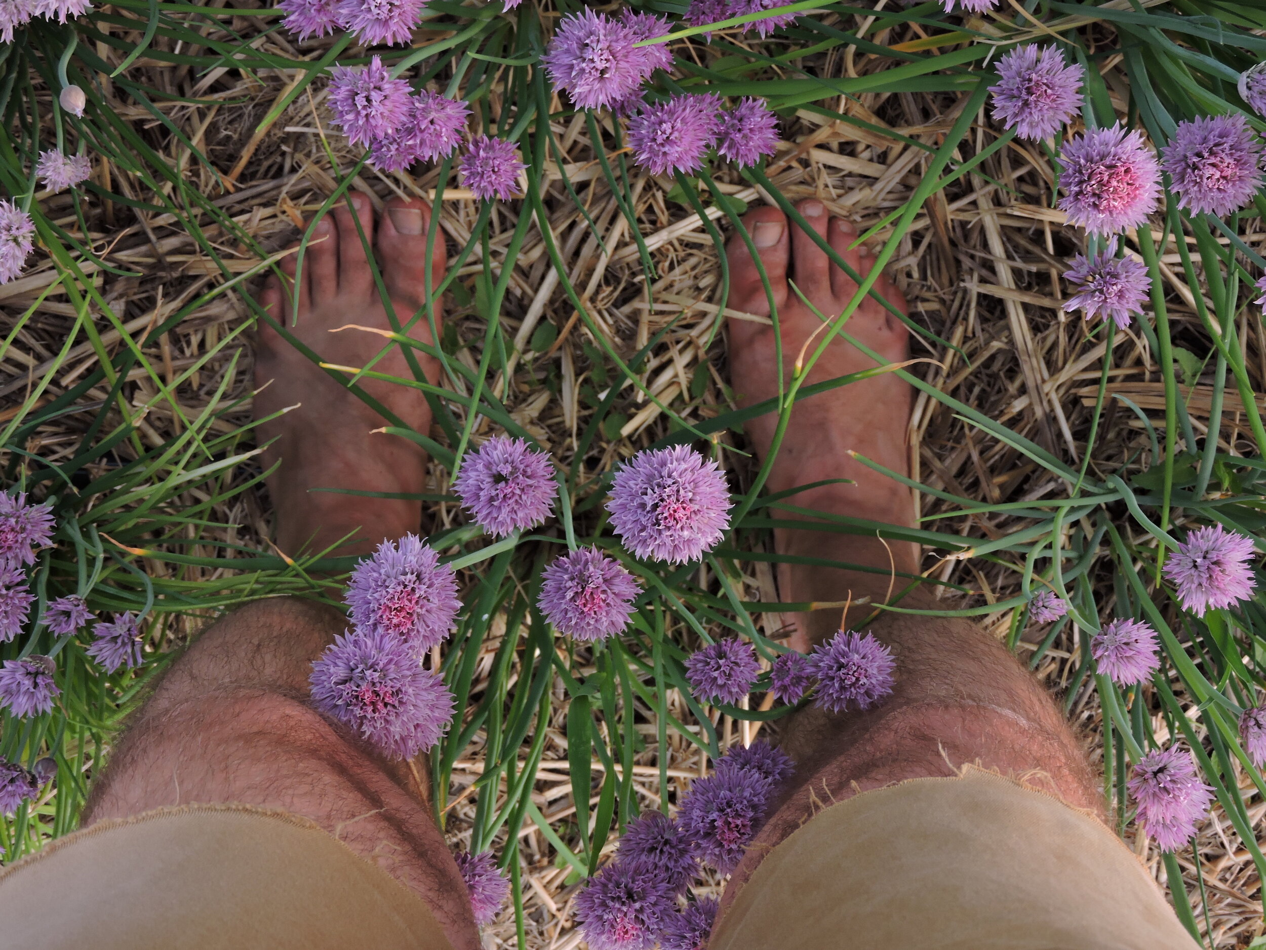 Chives — Grand Prismatic Seed