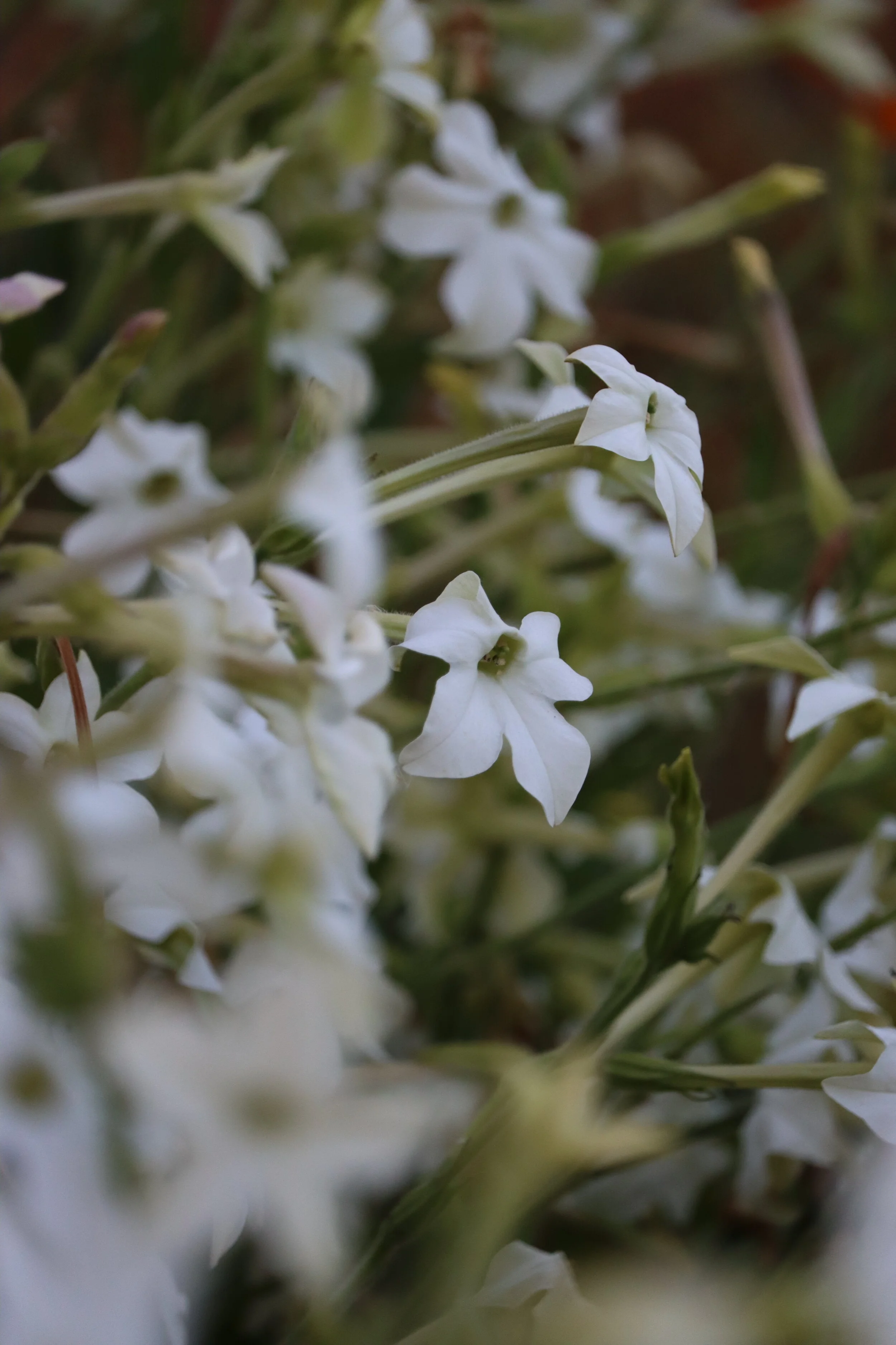 jasmine scented tobacco Jasmine Scented Nicotiana — Grand Prismatic Seed