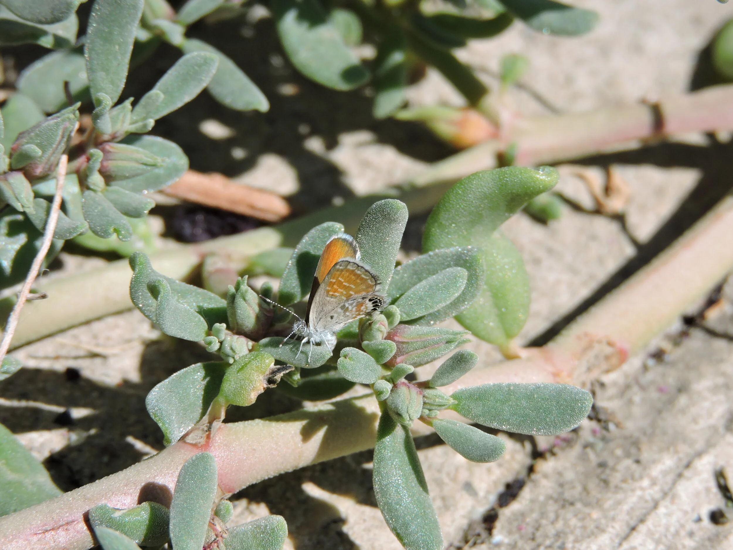 DSCN4934.JPG