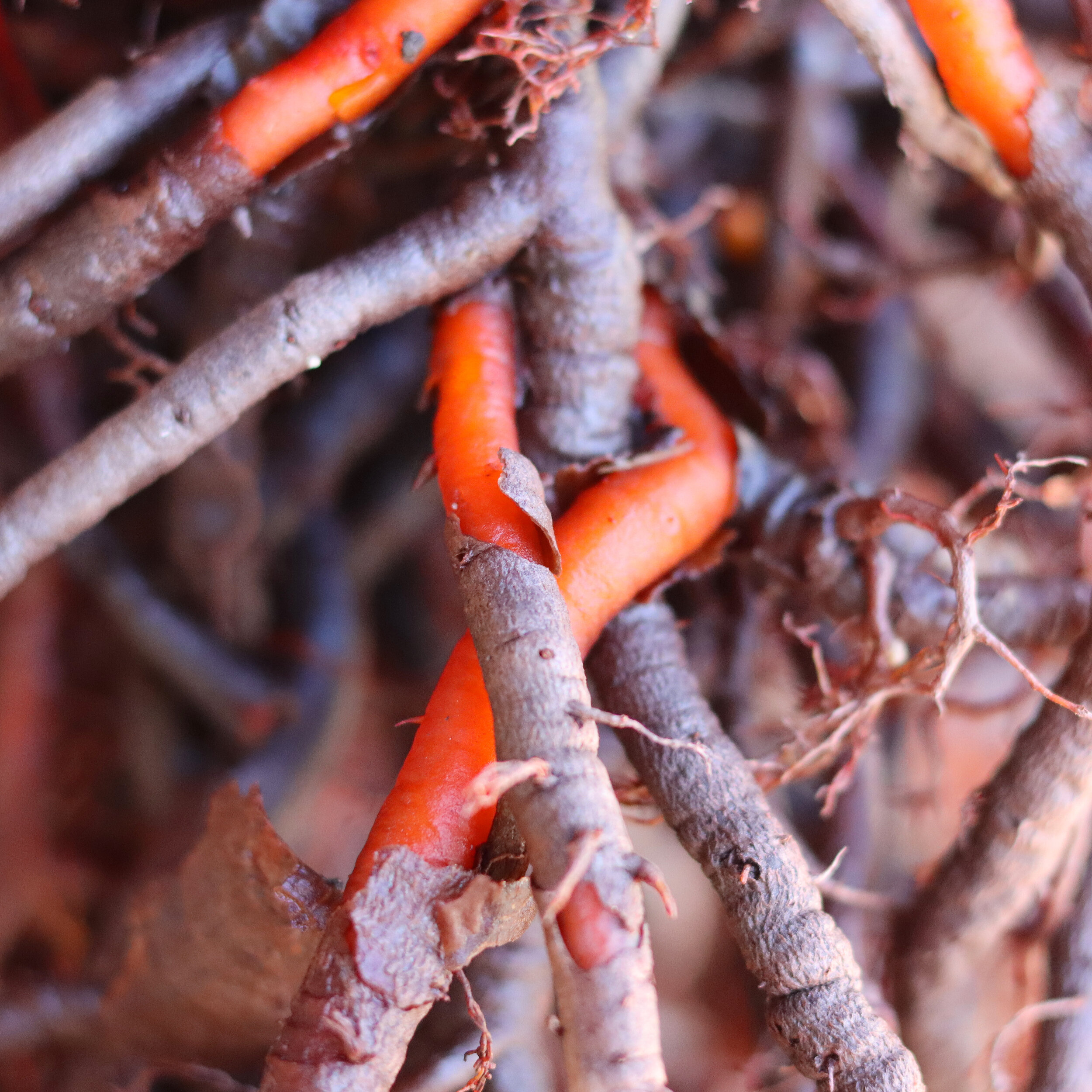 Madder Root Natural Dye, red plant dye