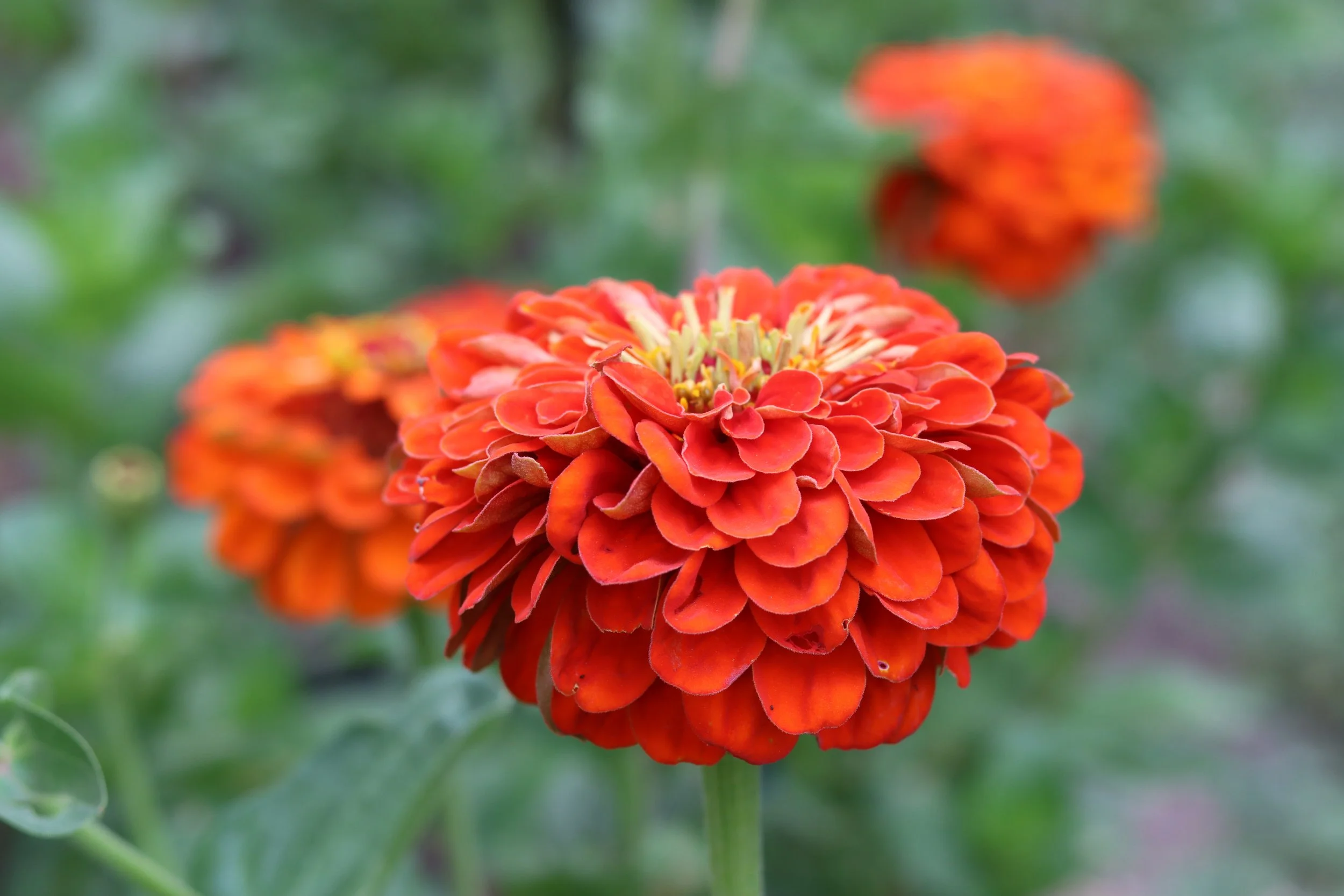 Oriole Zinnia — Grand Prismatic Seed