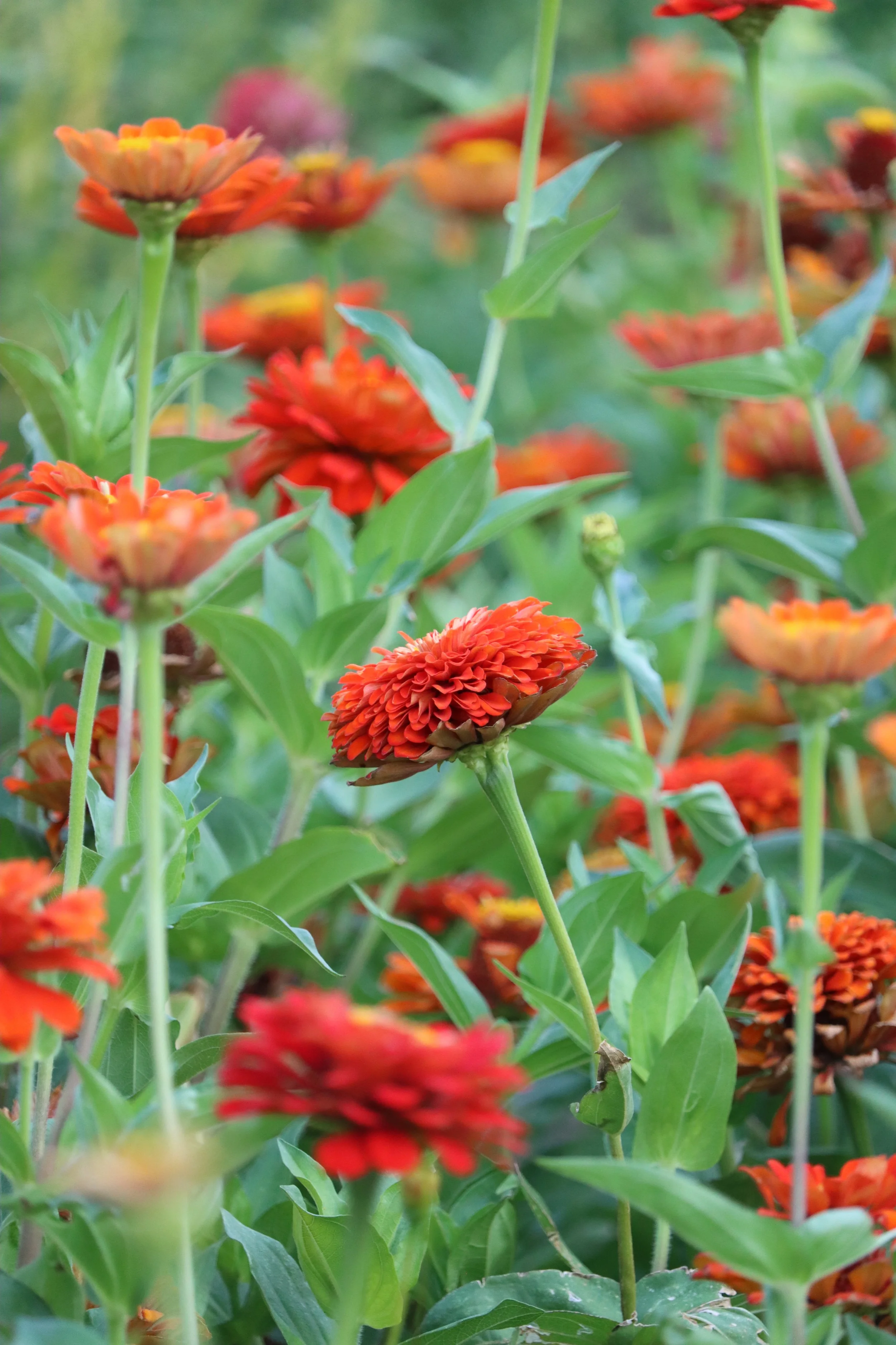Oriole Zinnia — Grand Prismatic Seed