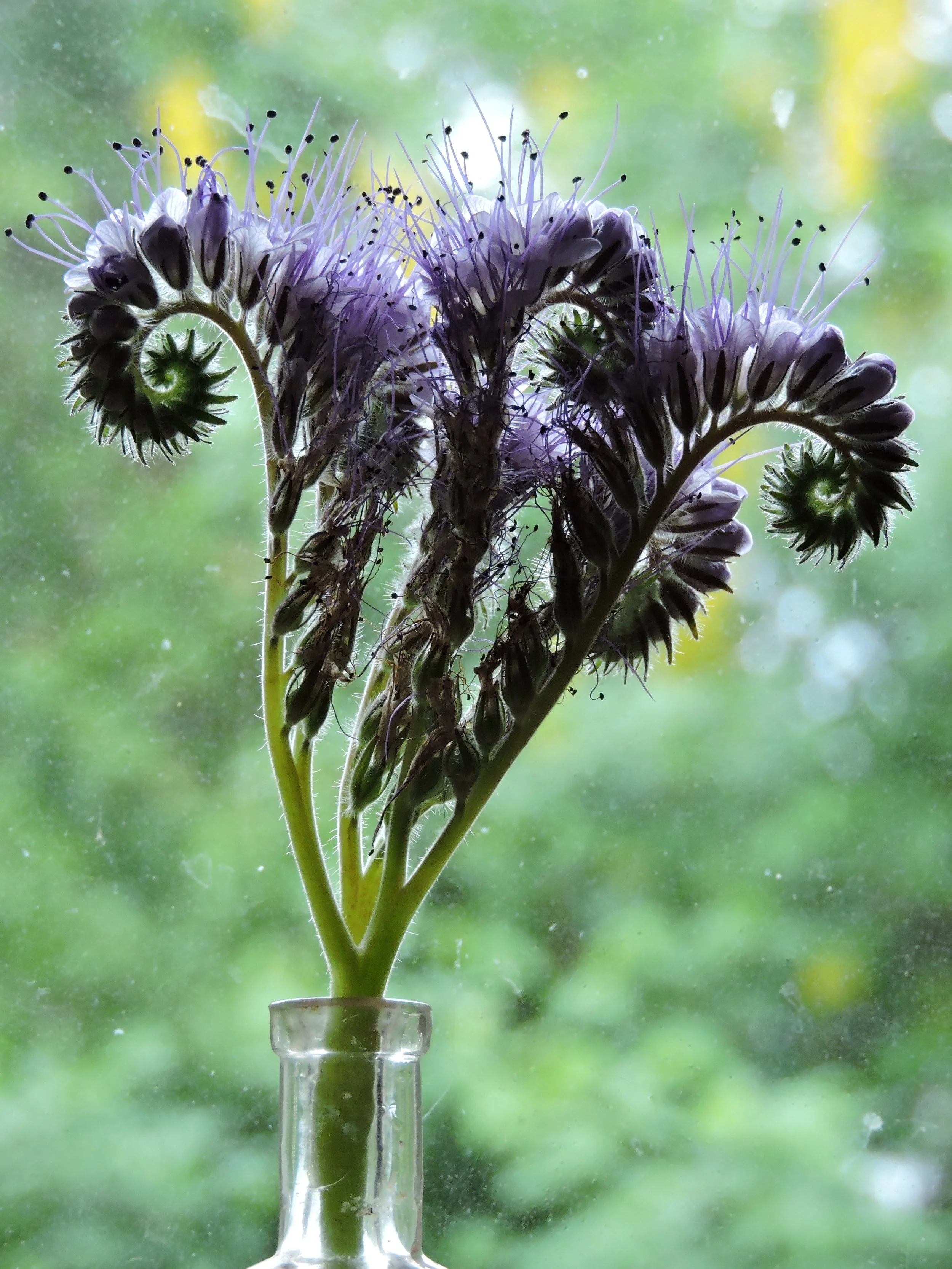 Lacy Phacelia (Bee's Friend)