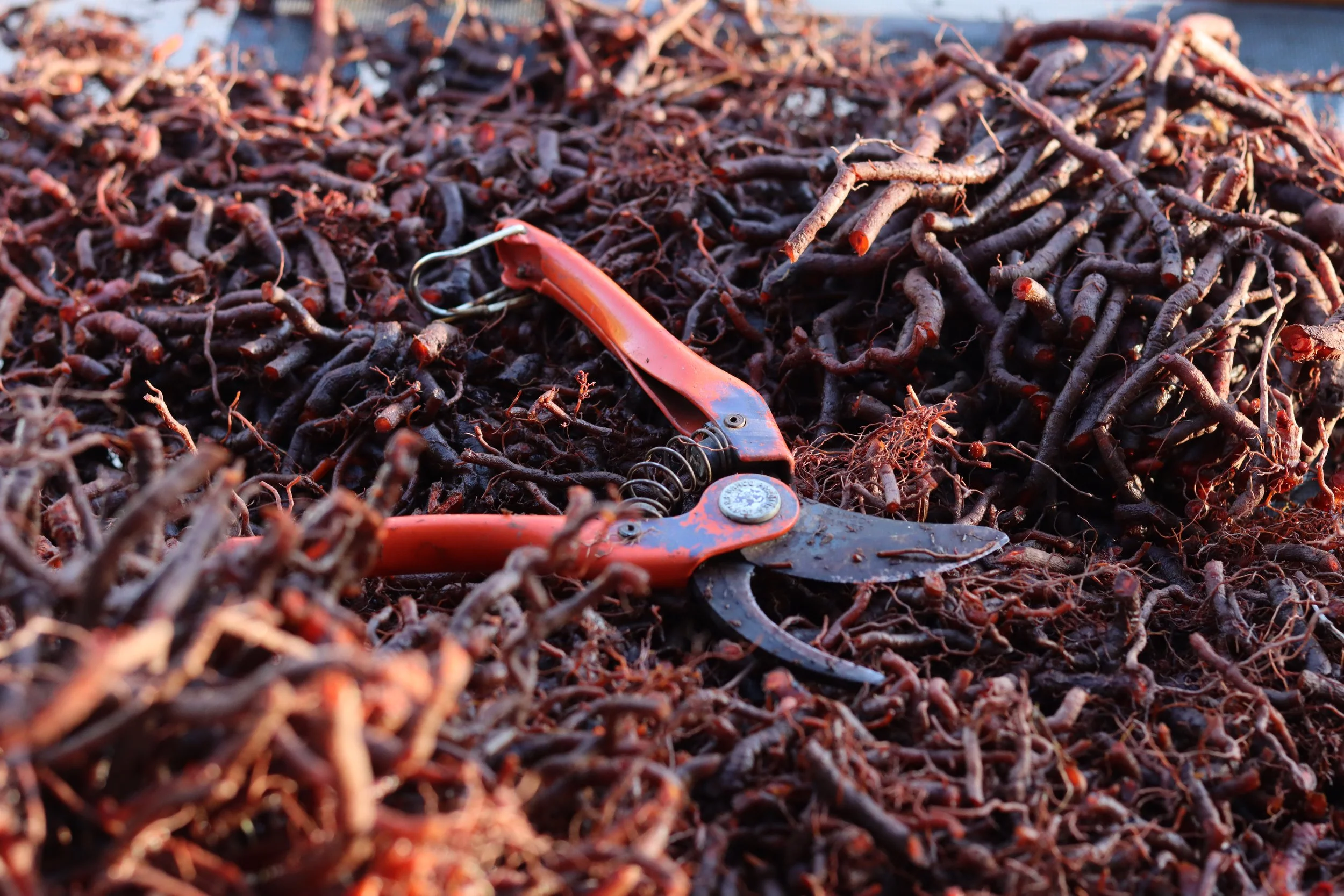 cuttingmadderroots.JPG