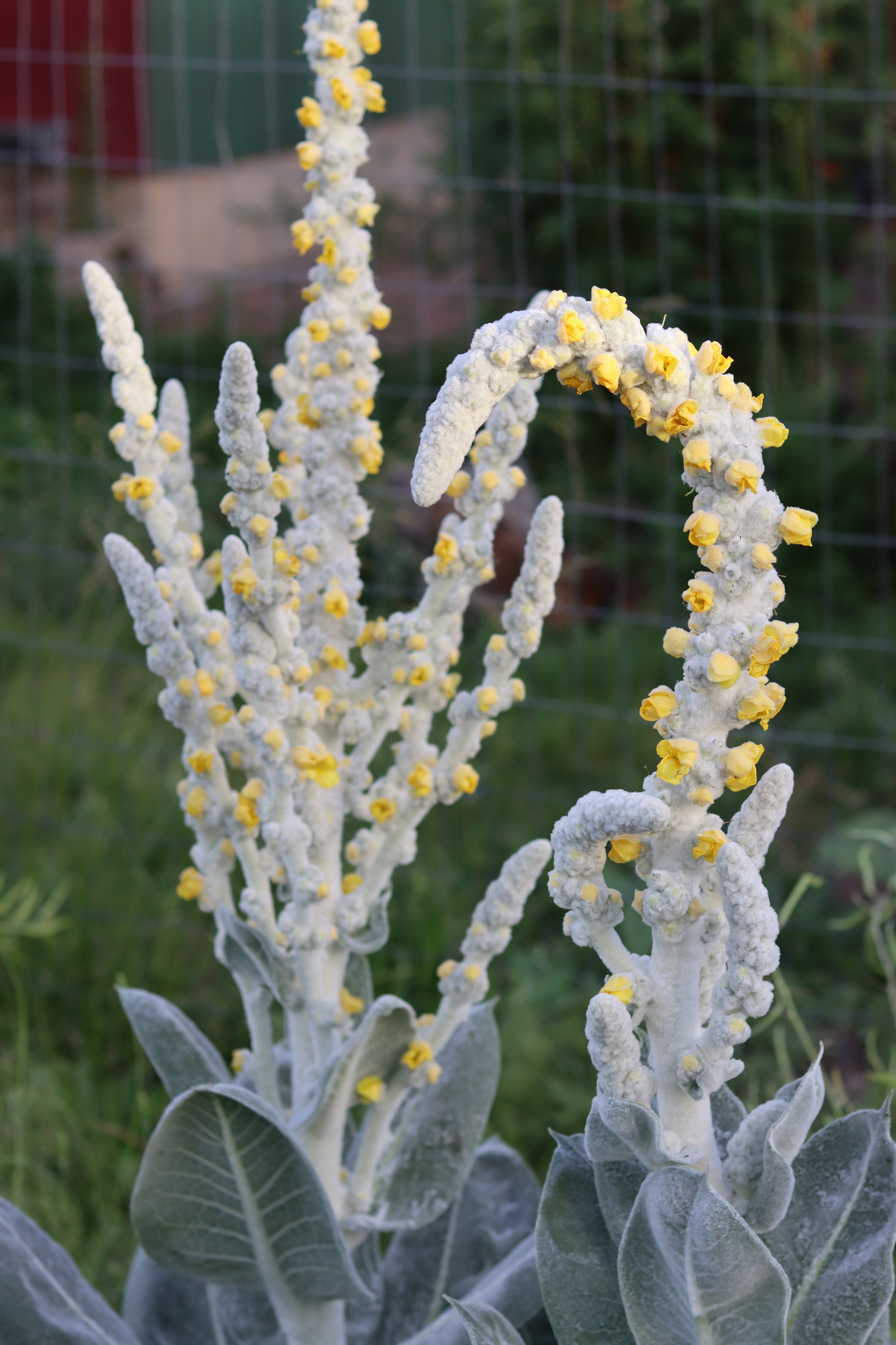 statuesquemullein.JPG
