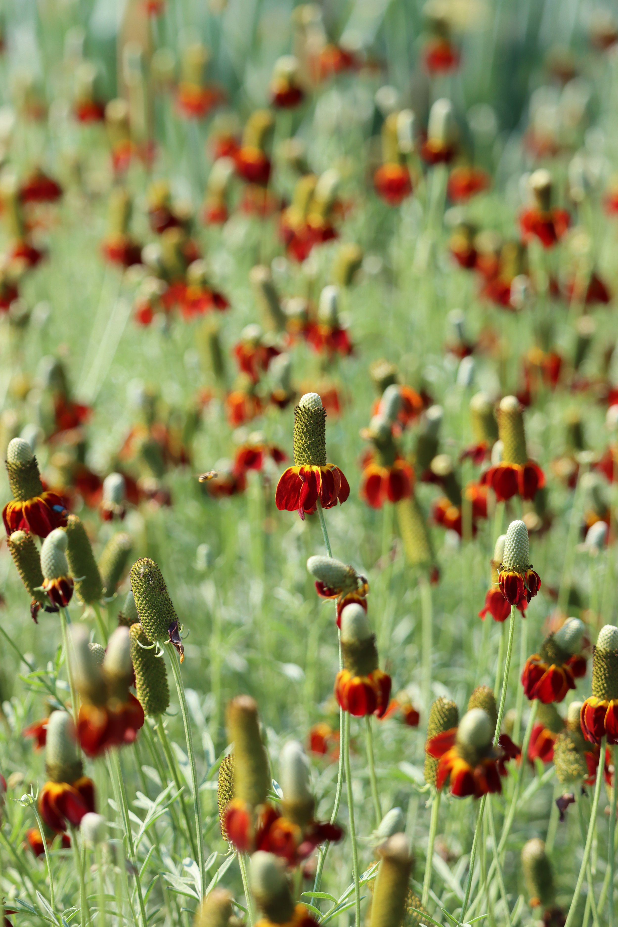 RedUprightPrairieConeflower.JPG