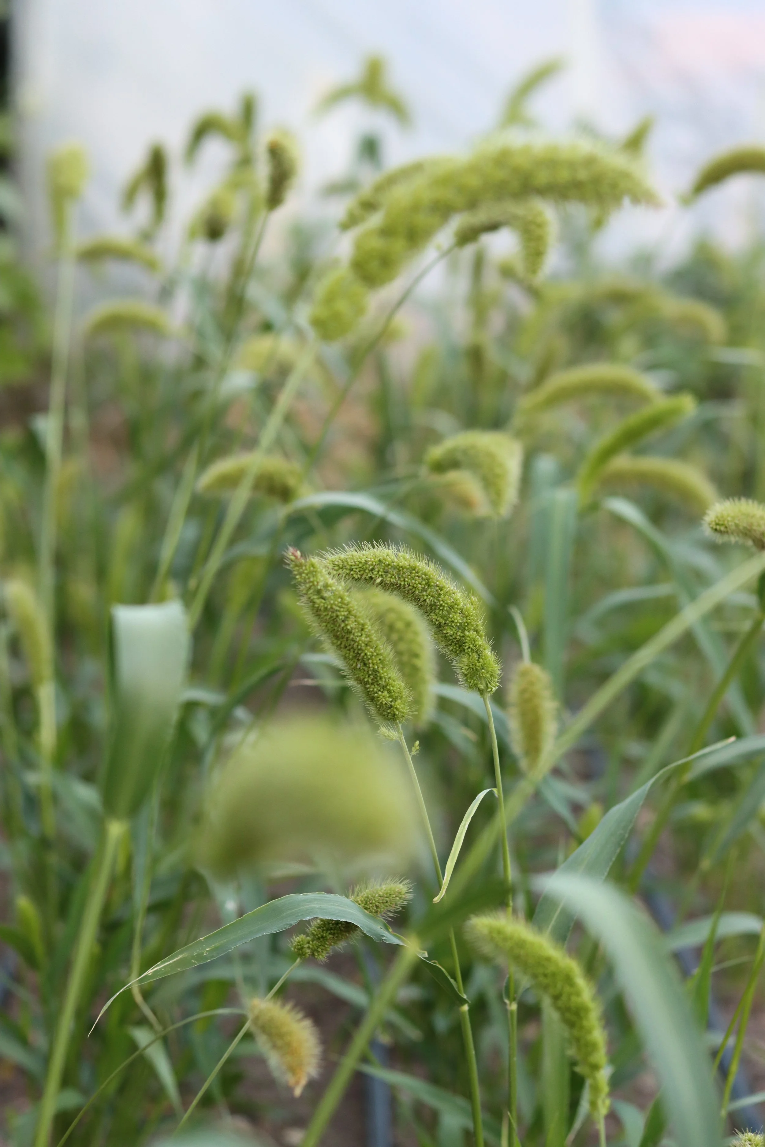 Foxtail Millet — Grand Prismatic Seed