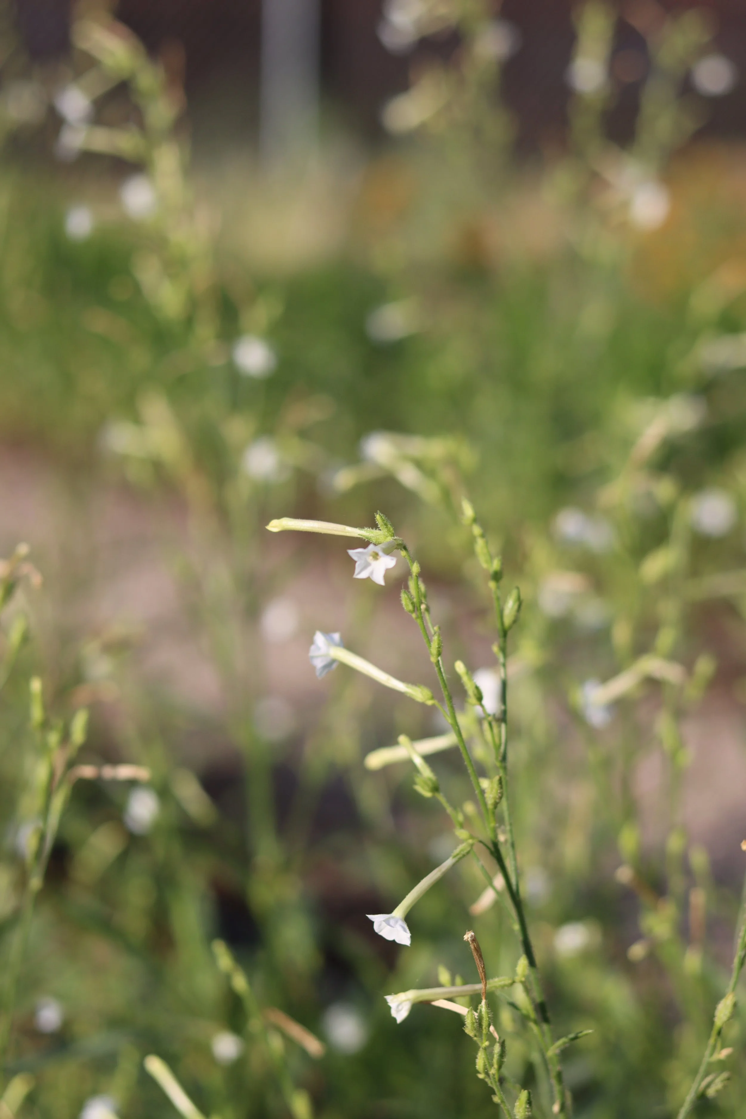 Coyote Nicotiana — Grand Prismatic Seed