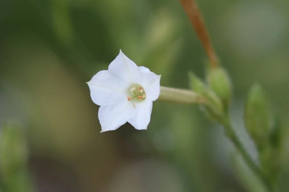 tobacco coyote Coyote Nicotiana — Grand Prismatic Seed