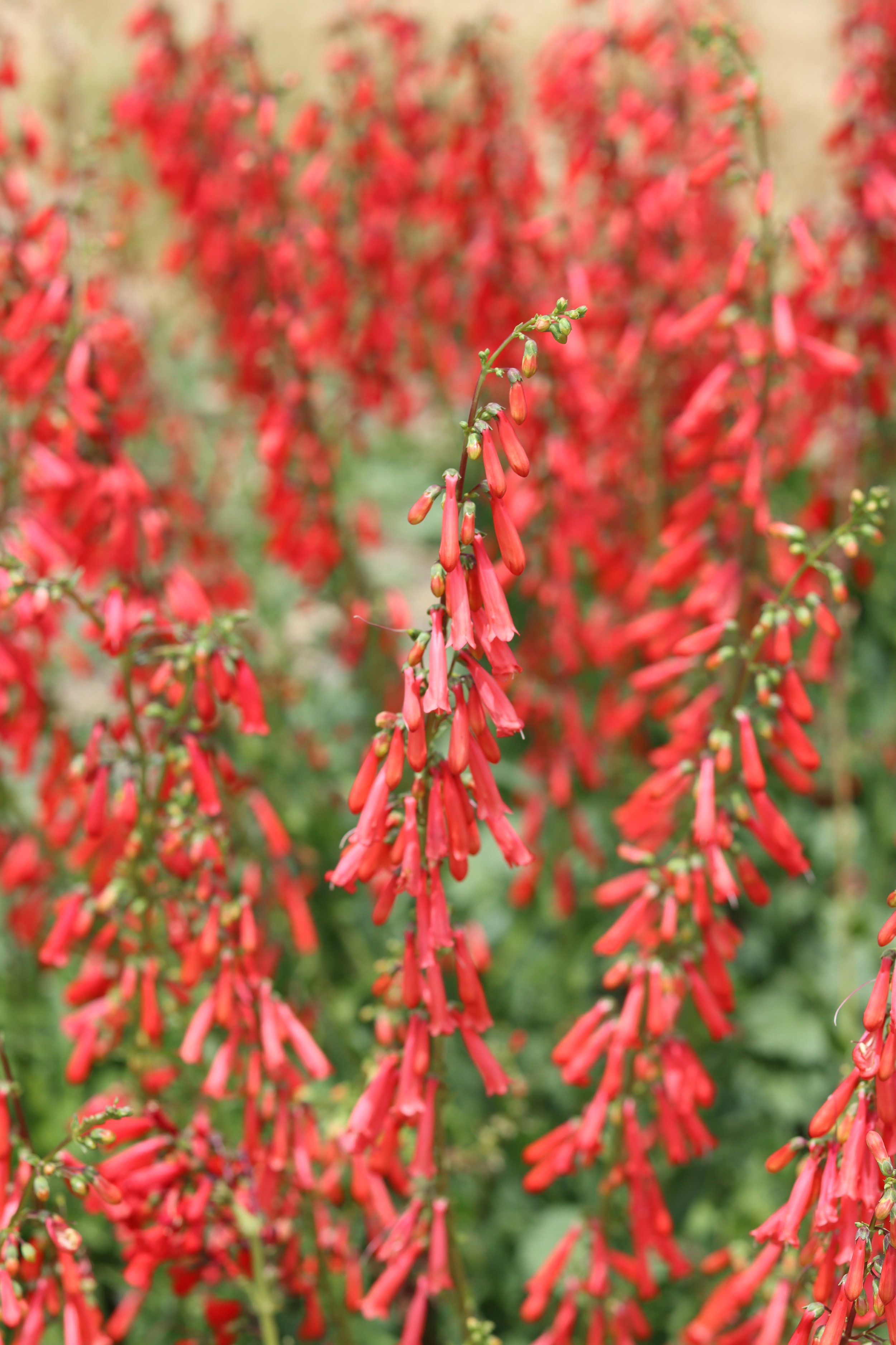 Firecracker Penstemon — Grand Prismatic Seed