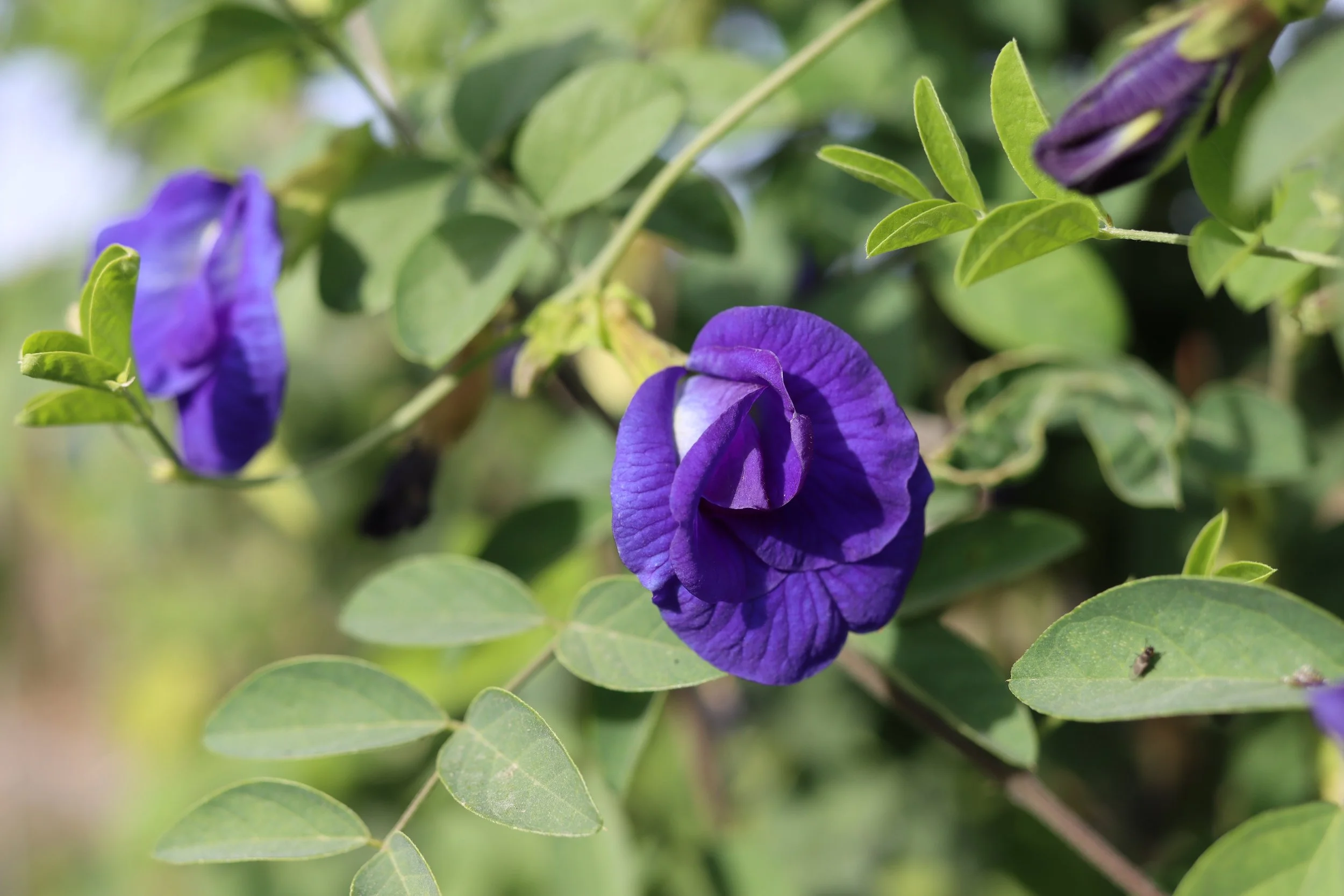 Blue Butterfly Pea  Grand Prismatic Seed