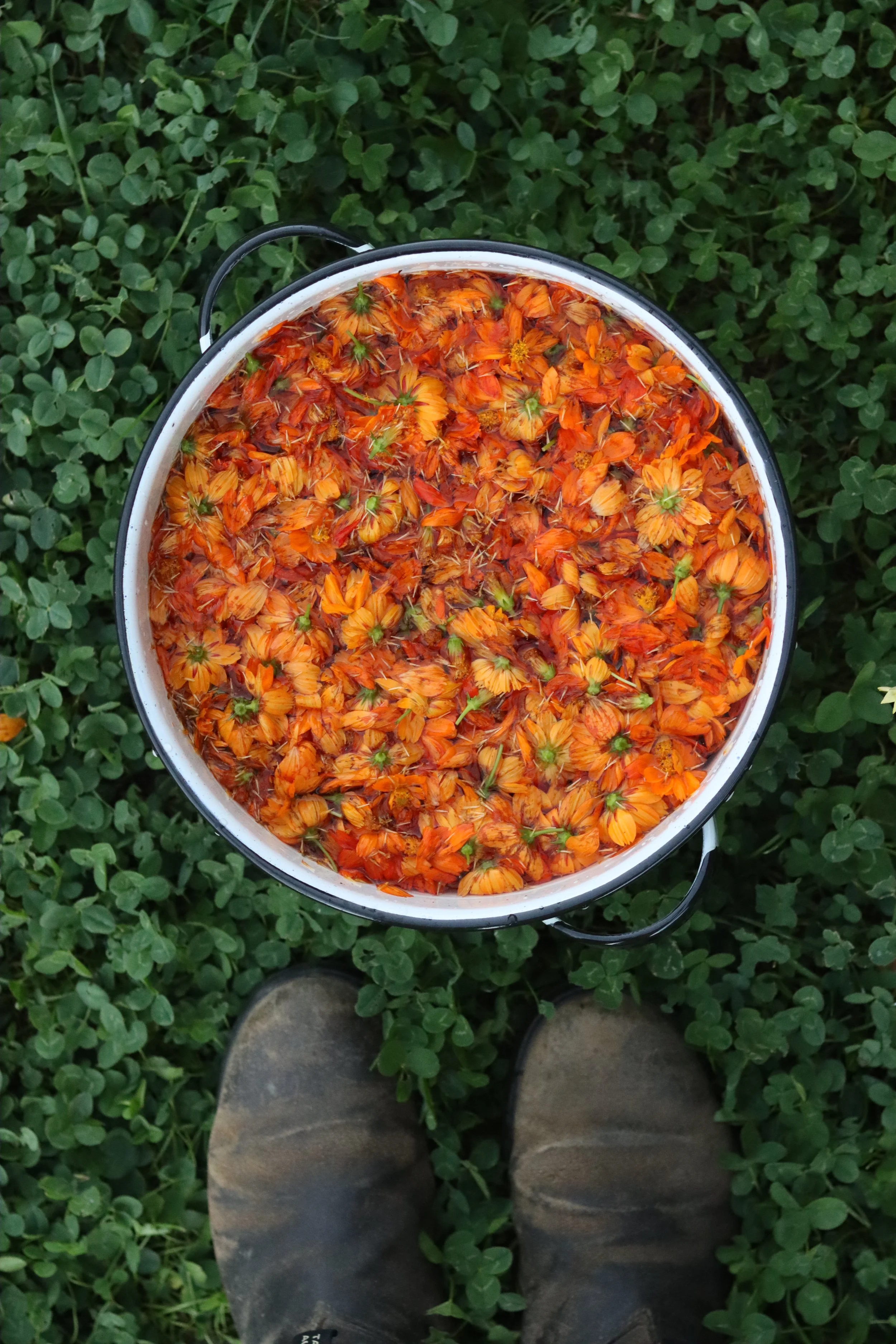 Tango Cosmos — Grand Prismatic Seed