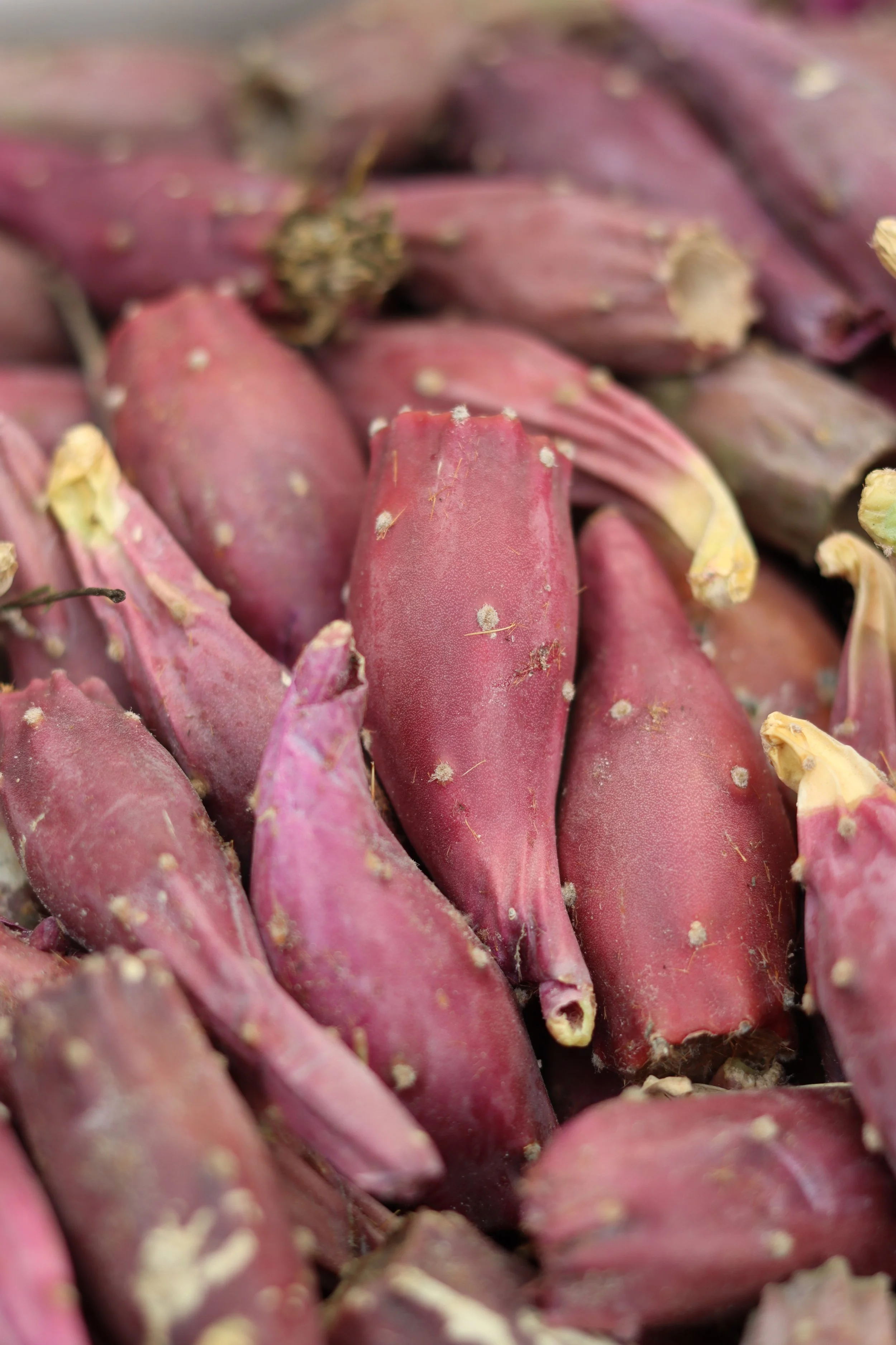 Prairie Prickly Pear  Grand Prismatic Seed