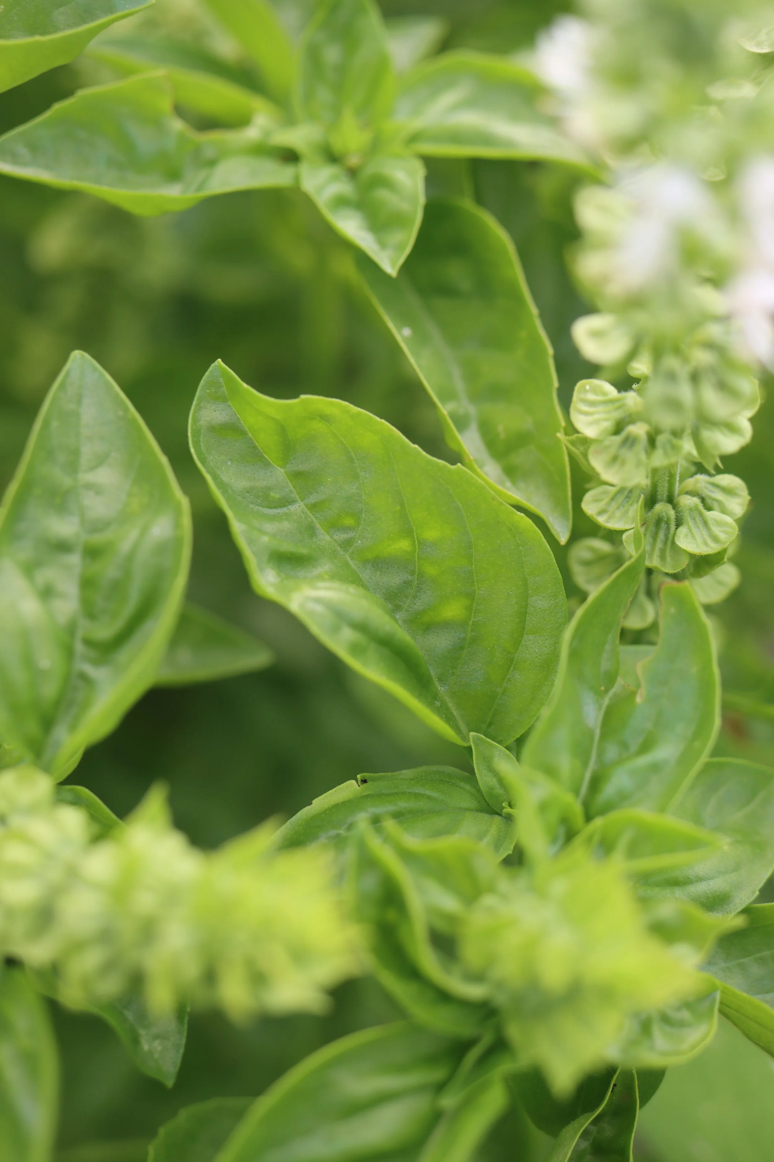 Genovese Basil