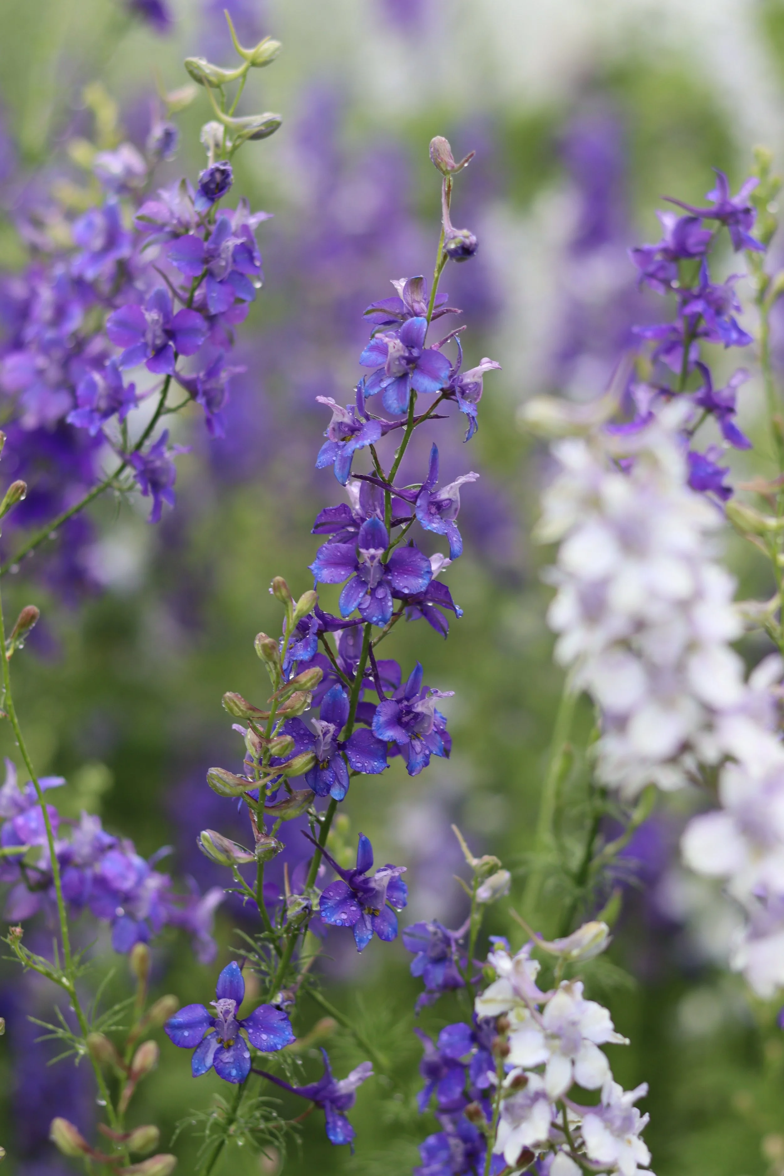 Sapphire Moon Larkspur Mix — Grand Prismatic Seed