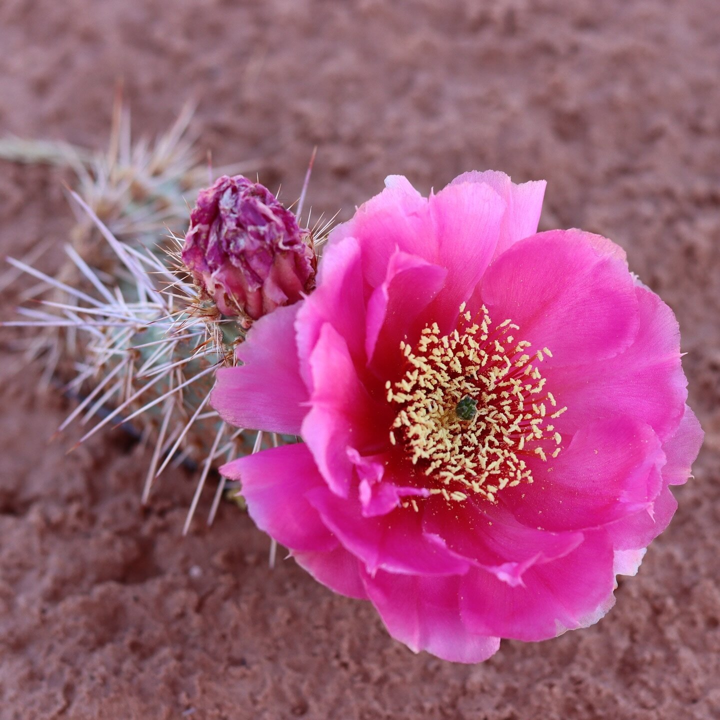 Such a big bloom for a little cactus pad 🌸 
Colorado Plateau, June 2023