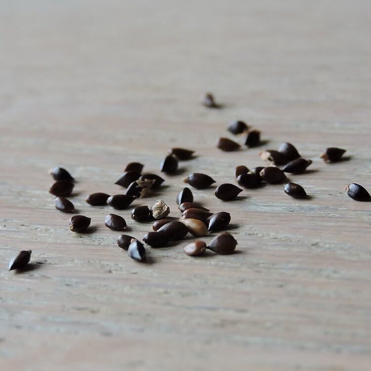 🌰🌱🌿🍃🌊💙
We have a detailed seed-starting tutorial being featured in @thedogwooddyer&rsquo;s March installment of 
✨A Year in Natural Dyes✨! We hope that it is helpful to both new and seasoned gardeners 💚. 

For those interested in natural dyein