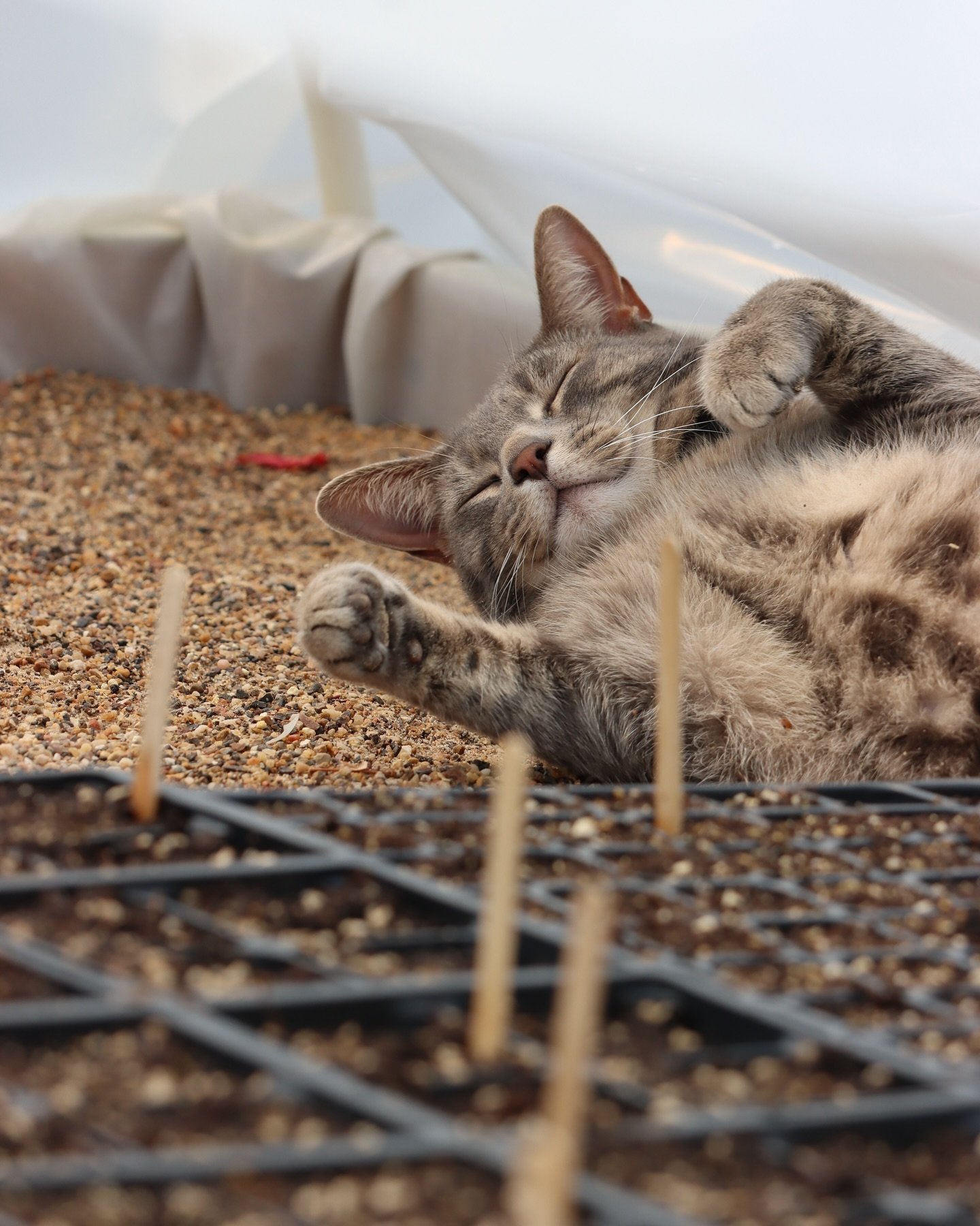 Happiness is a cat baking in a greenhouse 🌞

#greenhousecats #propagationstation #seedstarting