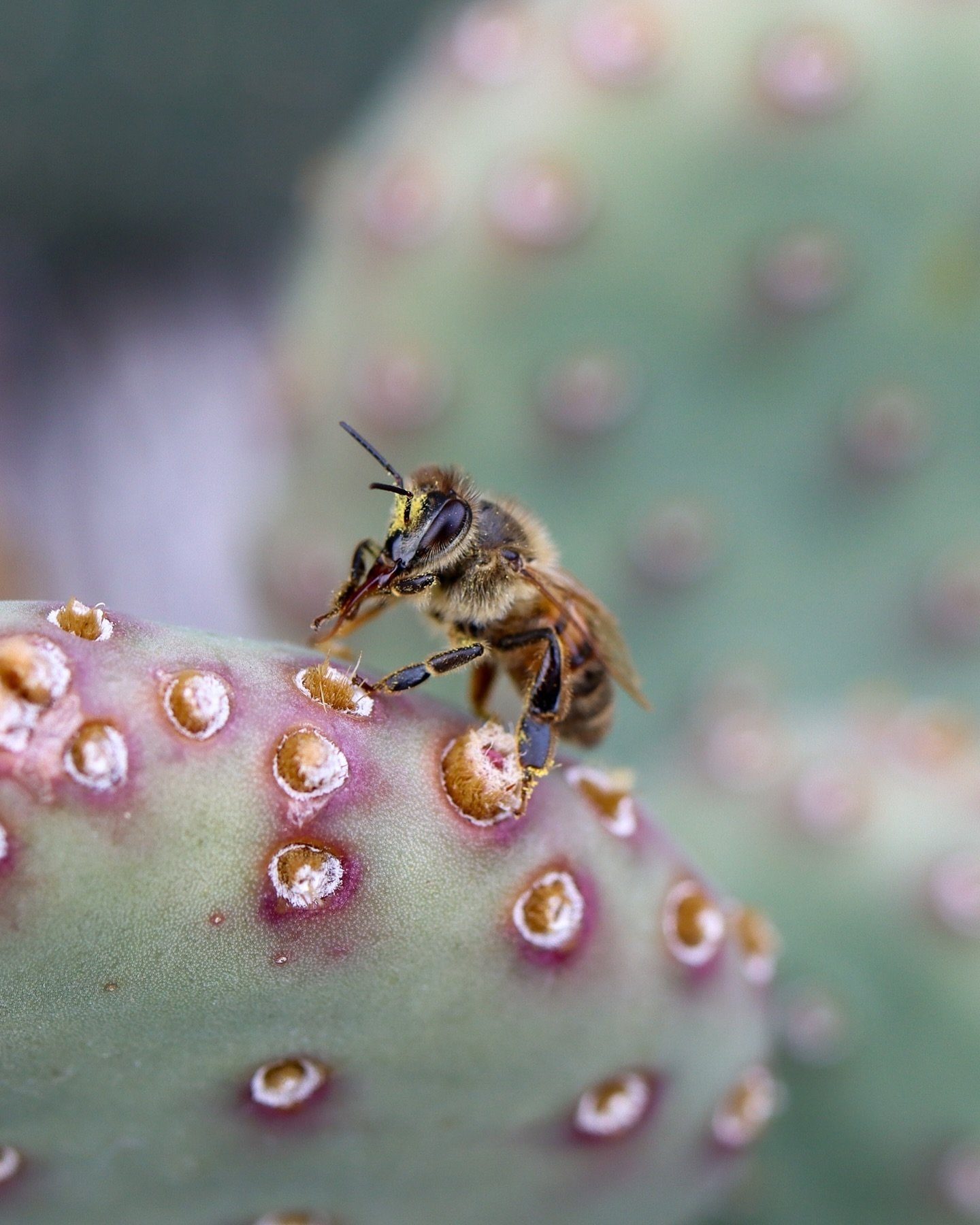 After taking this picture, I noticed the honey bee&rsquo;s fuzz matches the beavertail pricklypear&rsquo;s little glochid spines 🥹. 

🐝 🌵 

#glochids #opuntiabasilaris #beavertailpricklypear #opuntia #honeybee #pollinators #cactus #succulentlove #