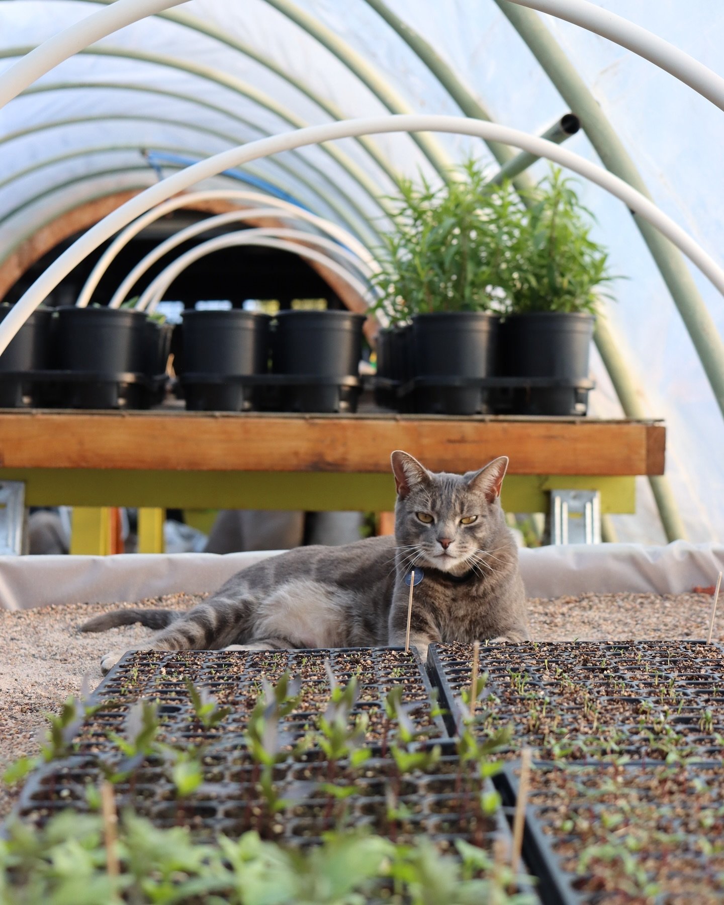 Happy National Propagation Table Supervisor Day to this little guy! He puts in the work. 

#seedstarting #propagationstation #propagationtable #catsofinstagram #greenhousecat