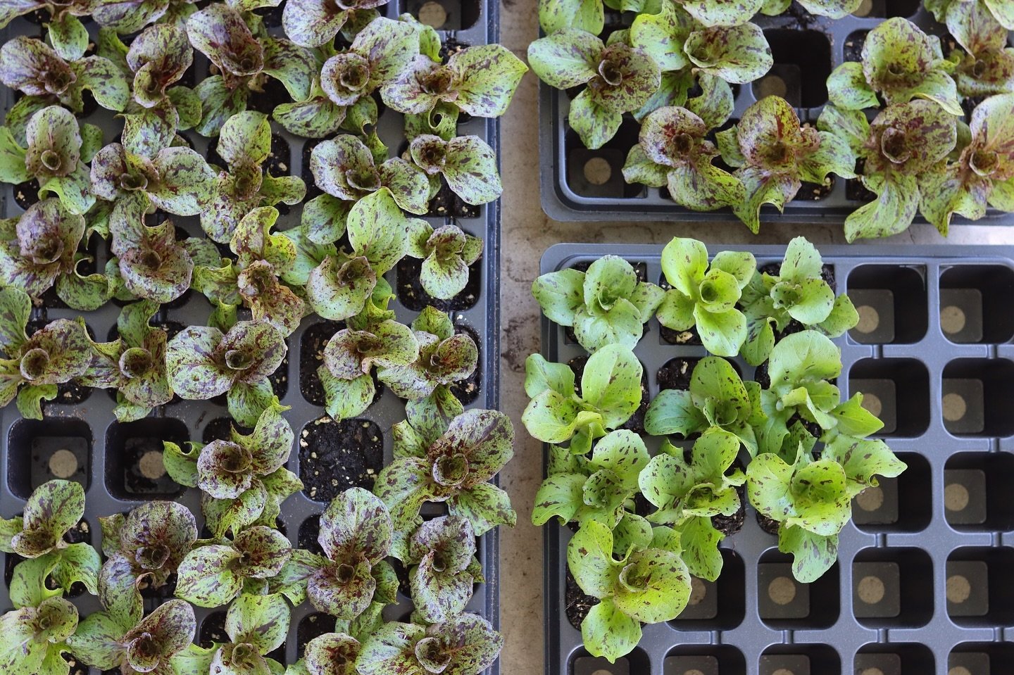 Varietal maintenance of joker lettuce 🃏🥬! We are separating out the less-speckled (bottom right) off-types that don&rsquo;t quite make the cut. They&rsquo;ll become salad instead of joining the others for seed production 💚.