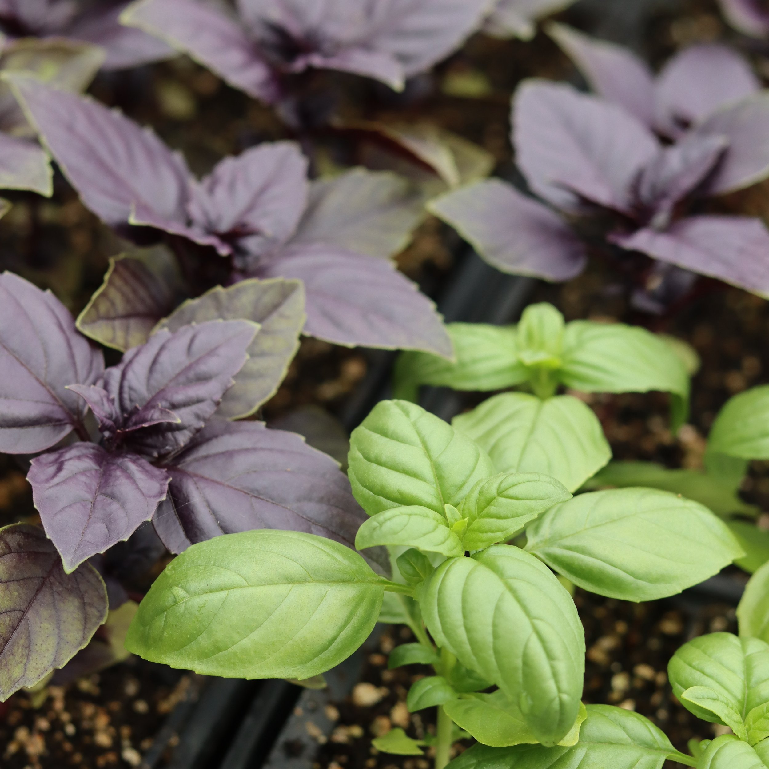 With the weather warming up quickly, it&rsquo;s now safe to direct sow basil seeds in our area (and maybe yours?)! 

We have two beautiful varieties in our online shop:
Red Rubin (purple) and Genovese (green).

If you receive a moonbox from the lovel