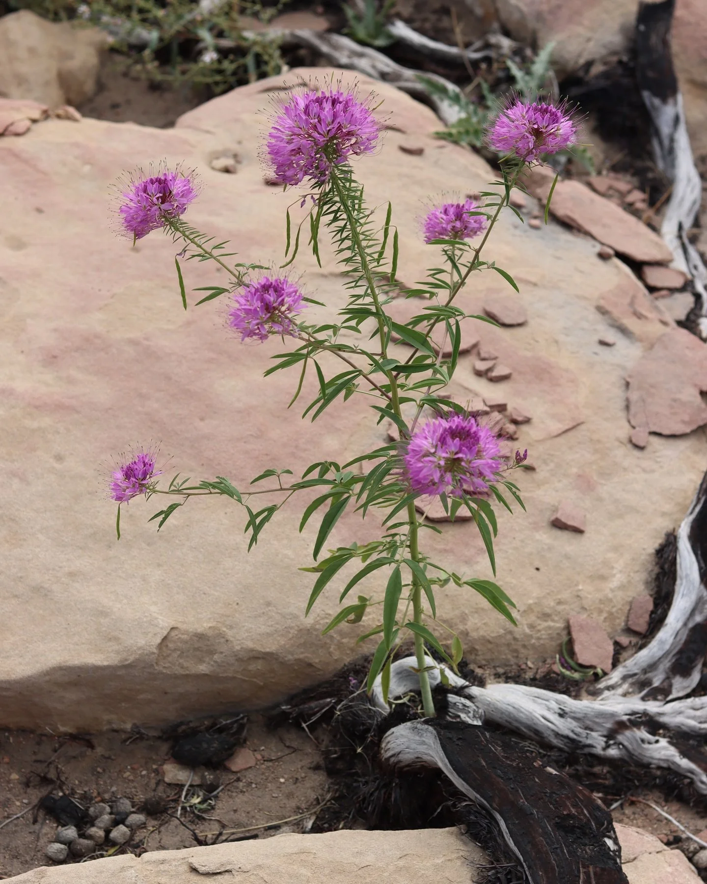 A Rocky Mountain Beeplant,
finding shelter within the weathered stem
of a fire-scarred manzanita.

Gather out of star-dust,
Earth-dust,
Cloud-dust,
Storm-dust,
And splinters of hail,
One handful of dream-dust,
Not for sale.

-Langston Hughes
